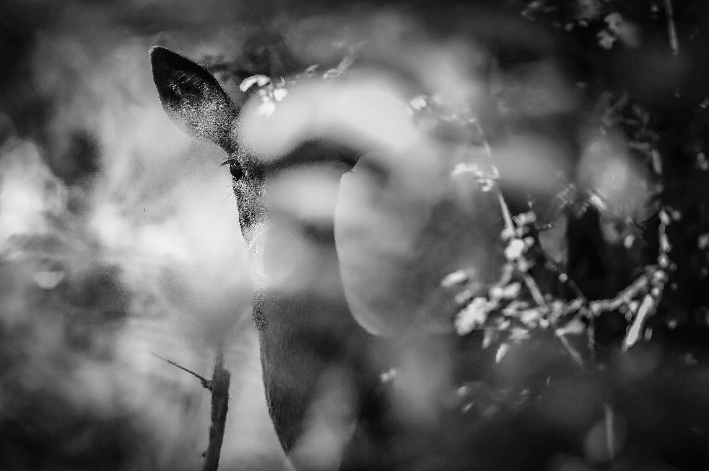 Look into the undergrowth