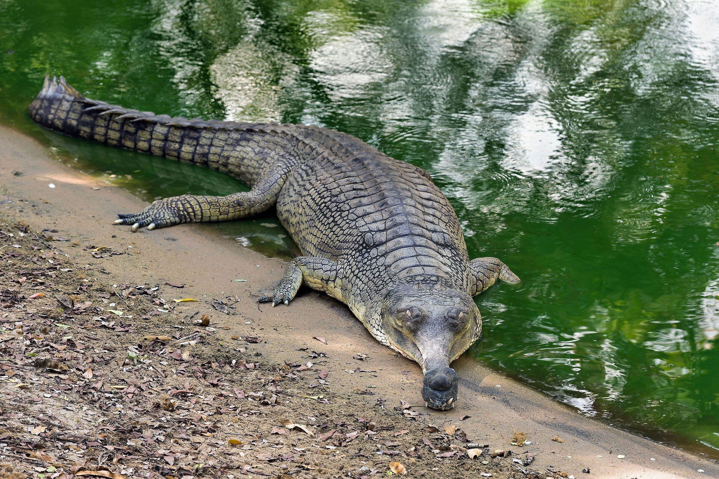 Gaviale del Gange