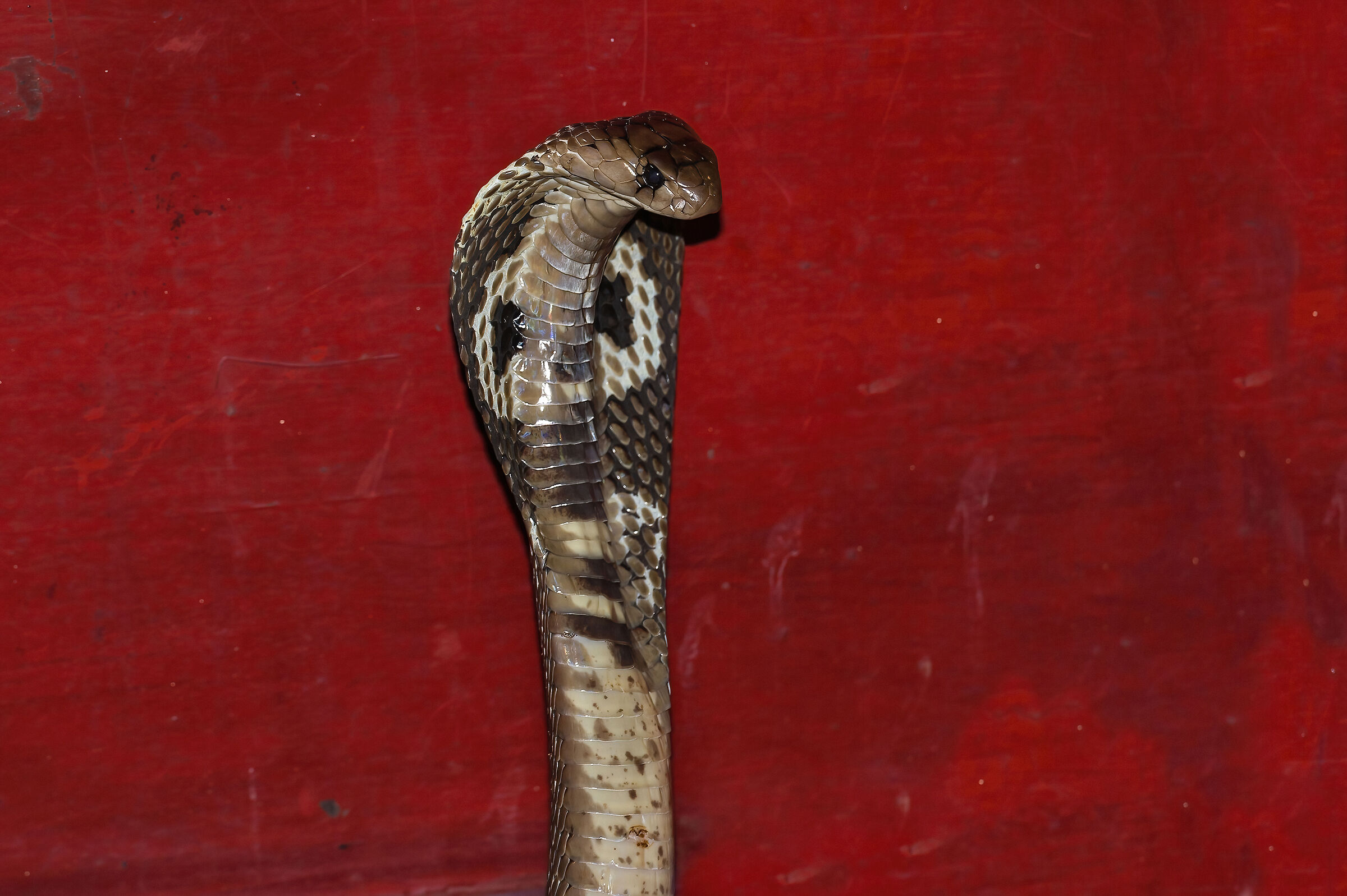 Cobra