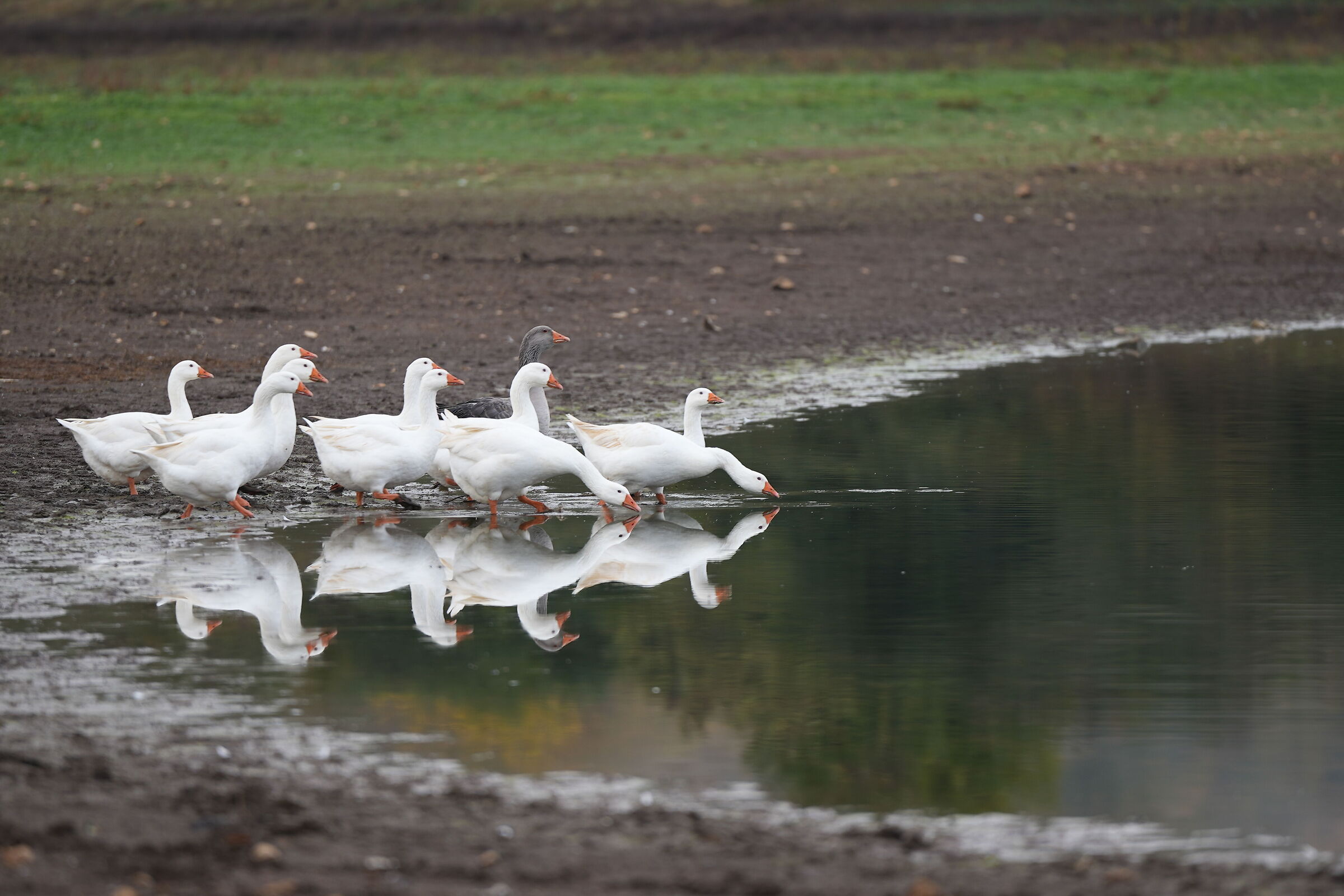 Geese&Reflection