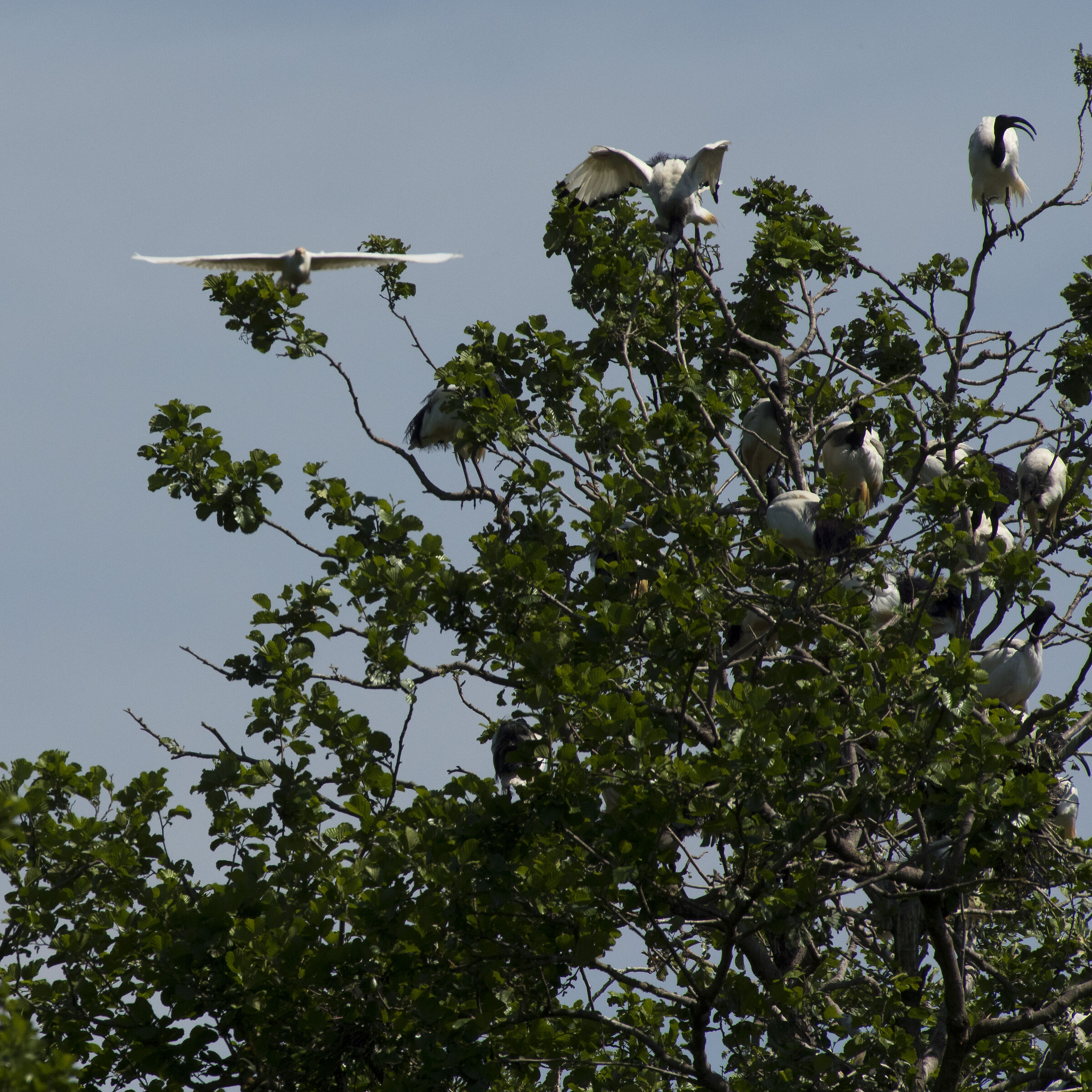 L'albero degli Ibis