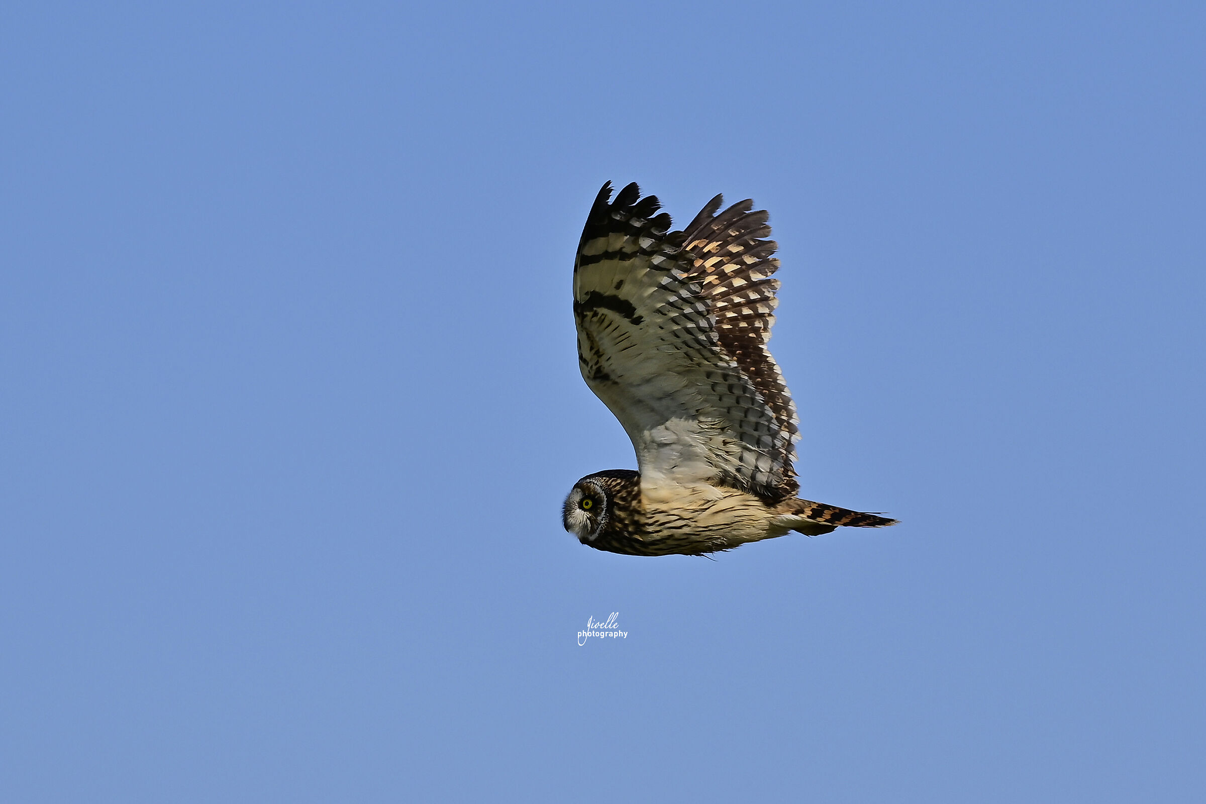 Marsh owl