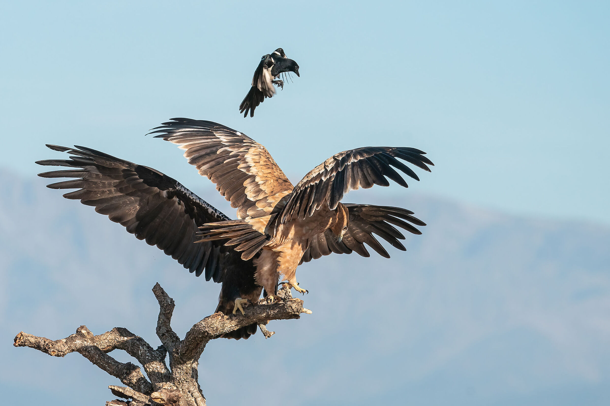Chi vincerà tra i tre litiganti?