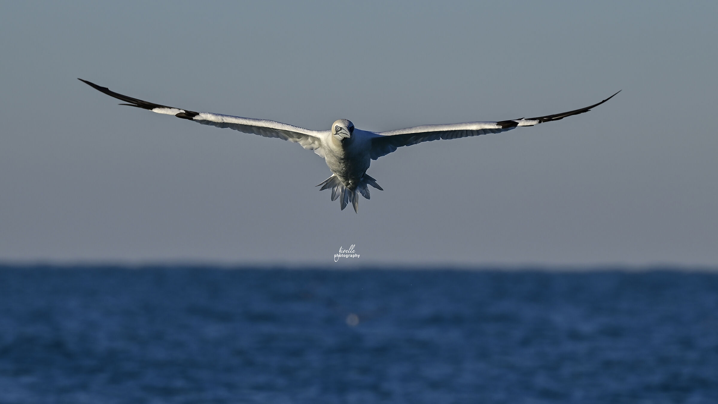 Gannet