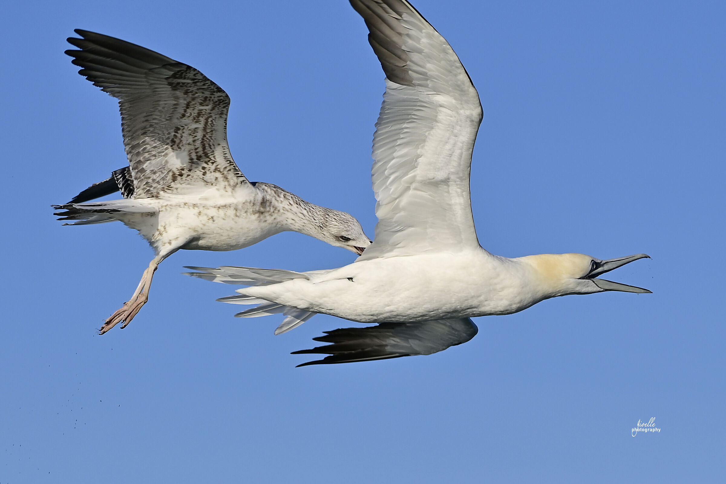 Herring Gull Vs Sula