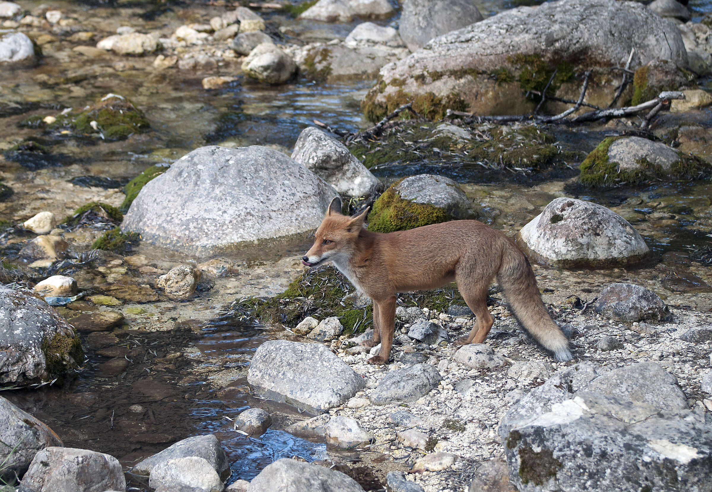 Fox in Abruzzo