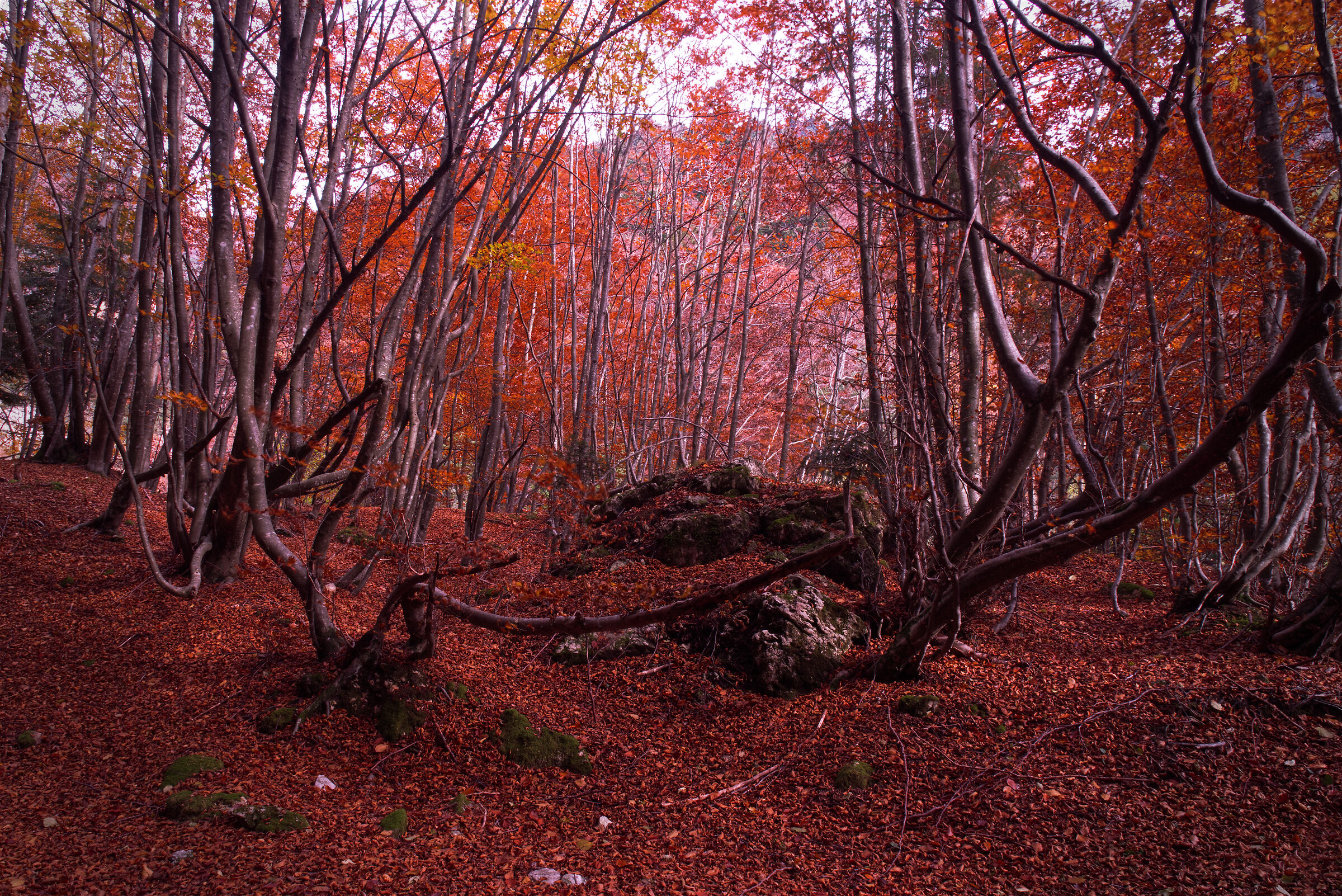 I colori dell'autunno 2