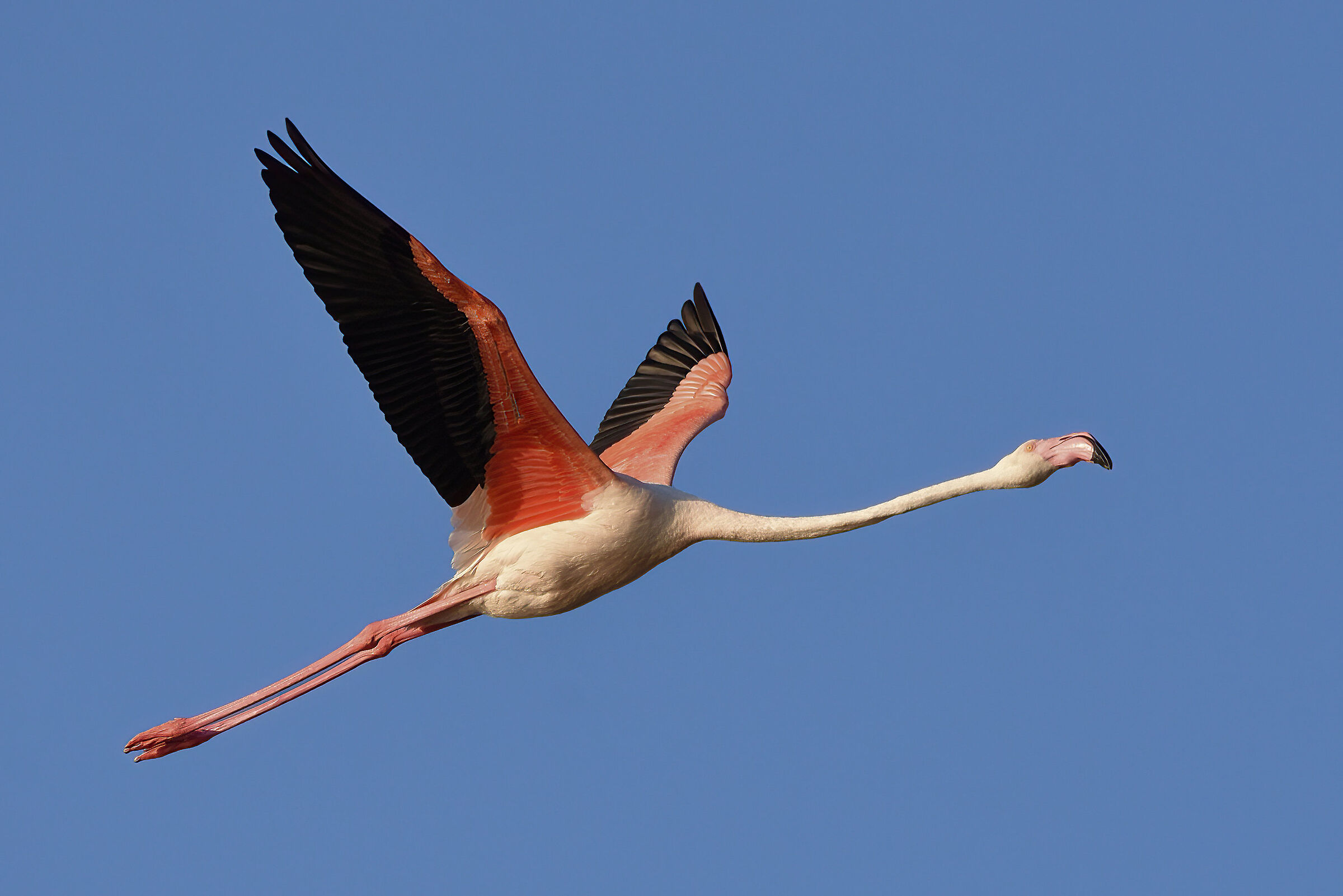 Flamingo