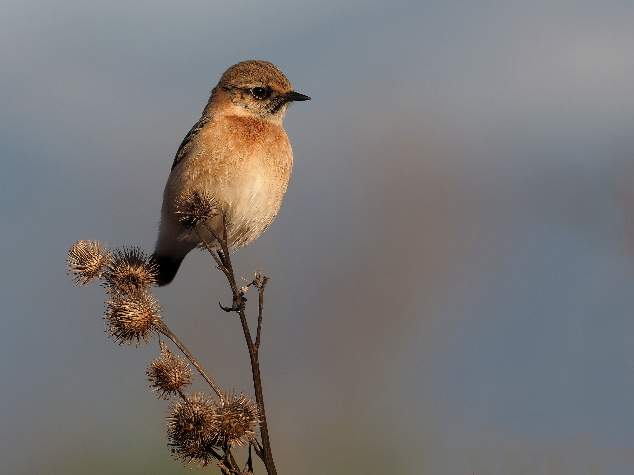 Saxicola maurus hemprichii