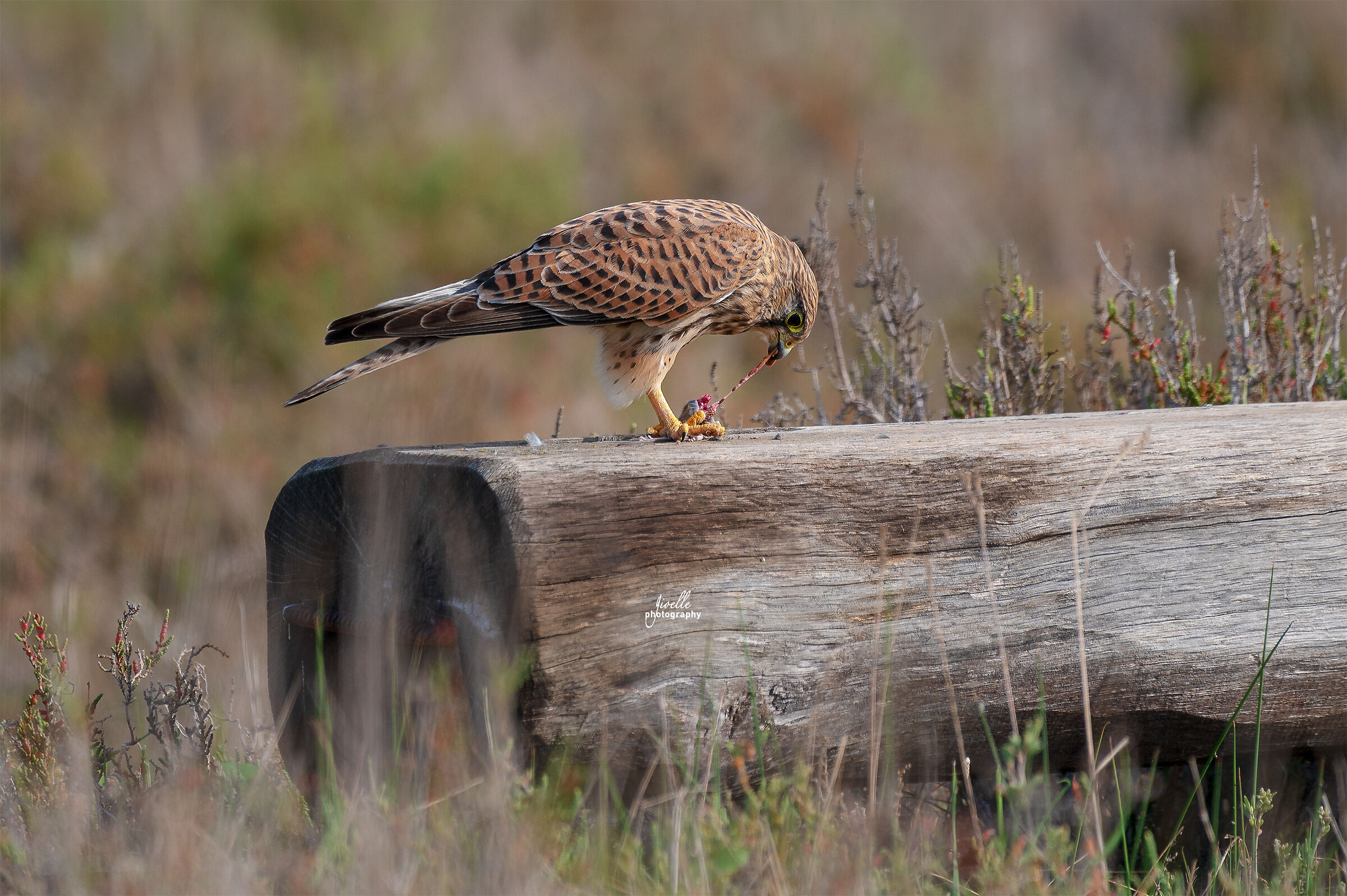 Kestrel with prey