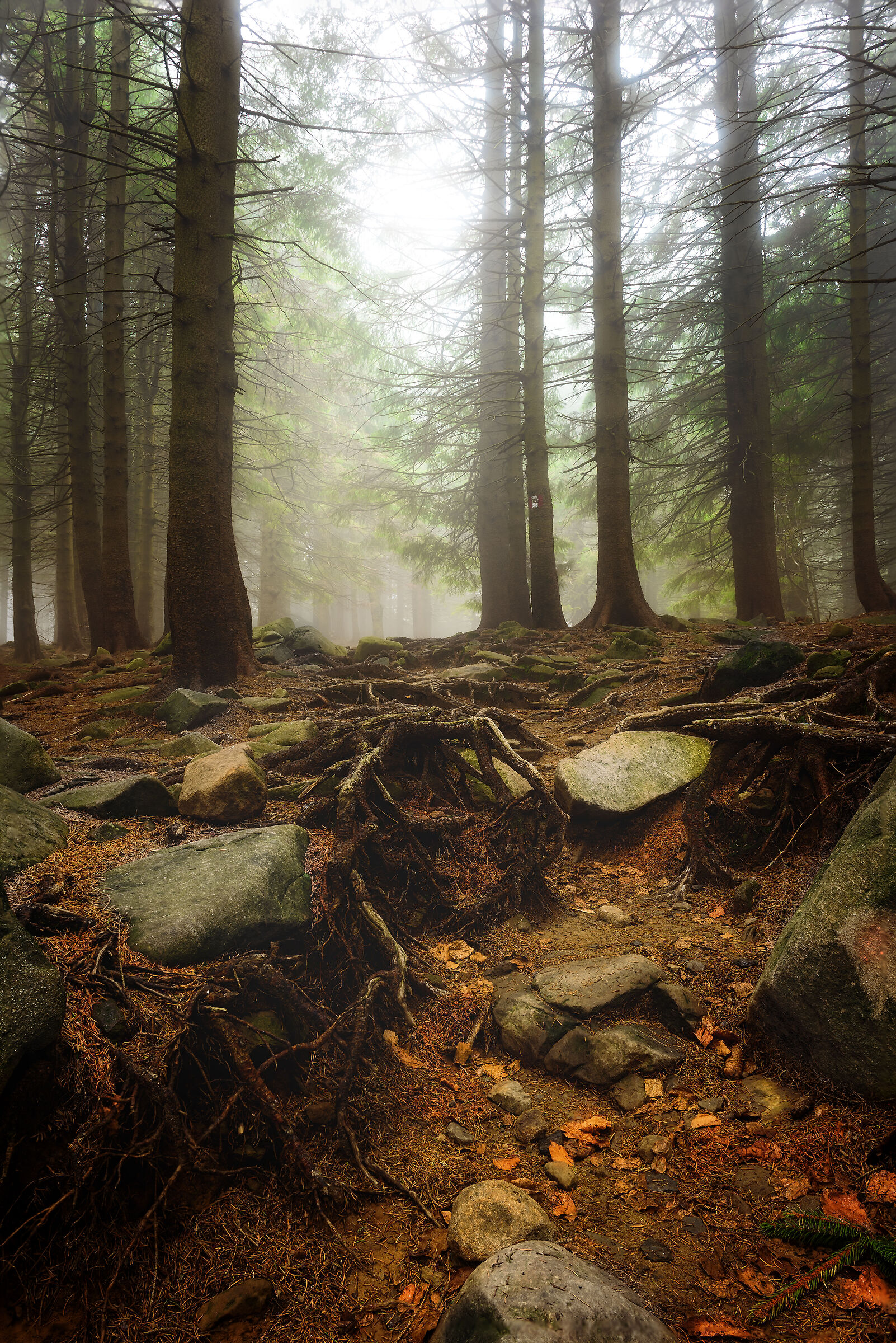 Forest