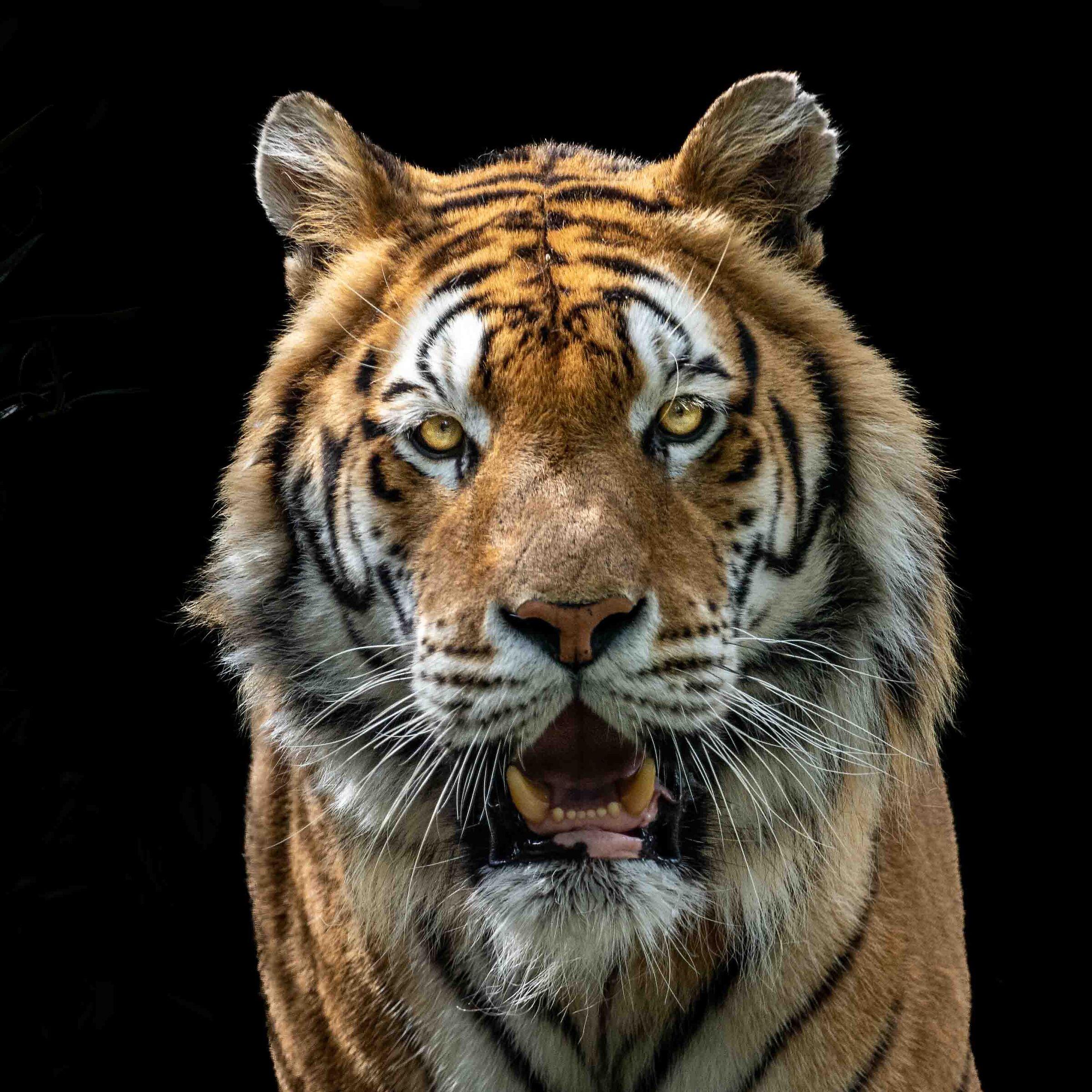 Tigre
