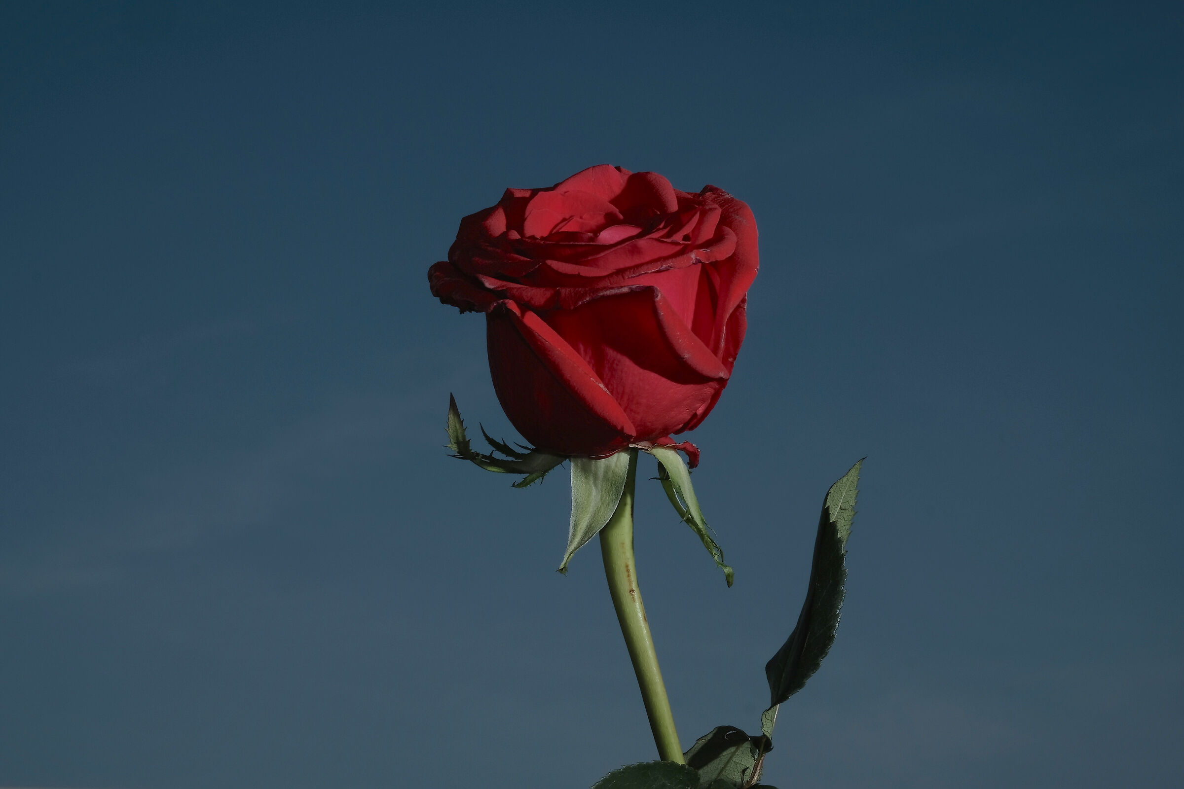 Red Rose - Correct