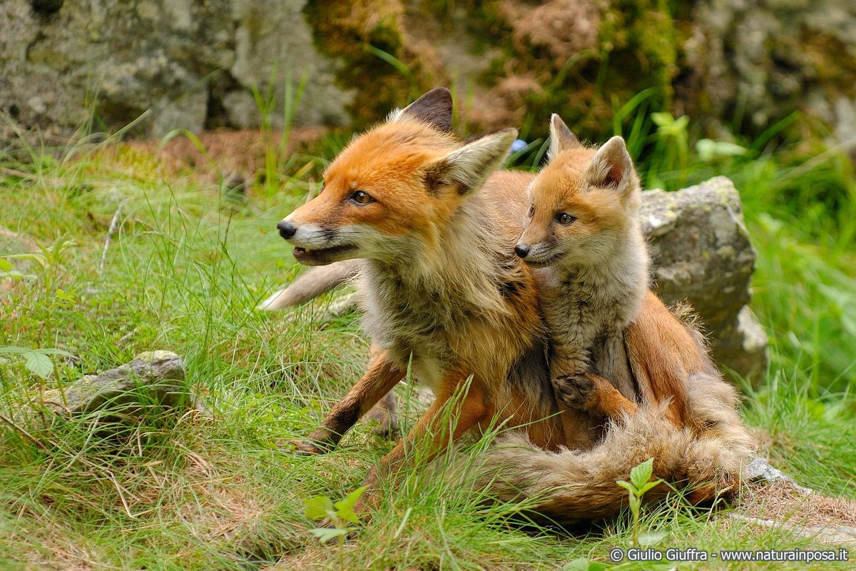 Volpe con cucciolo