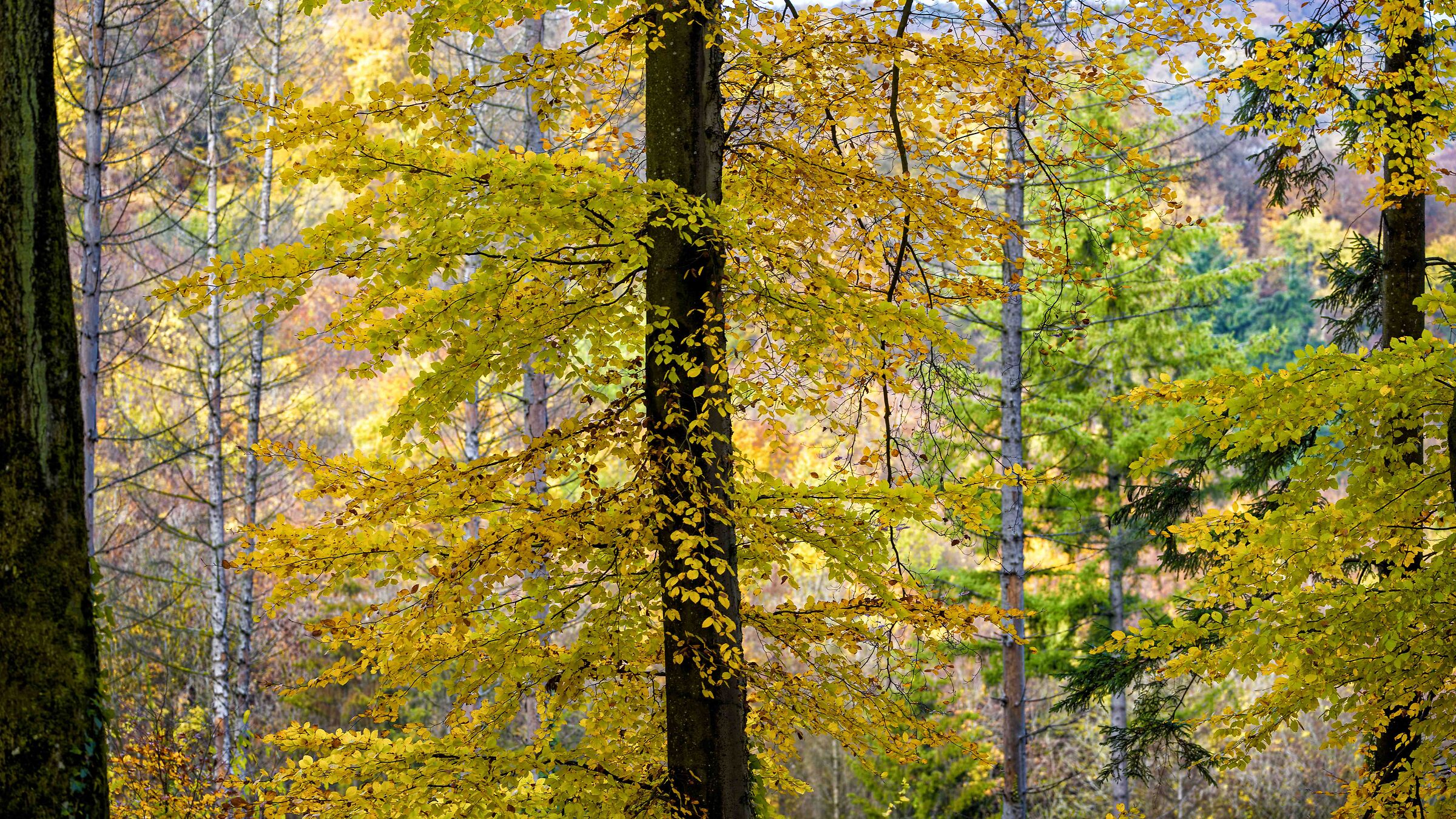 Boschi a Lussemburgo