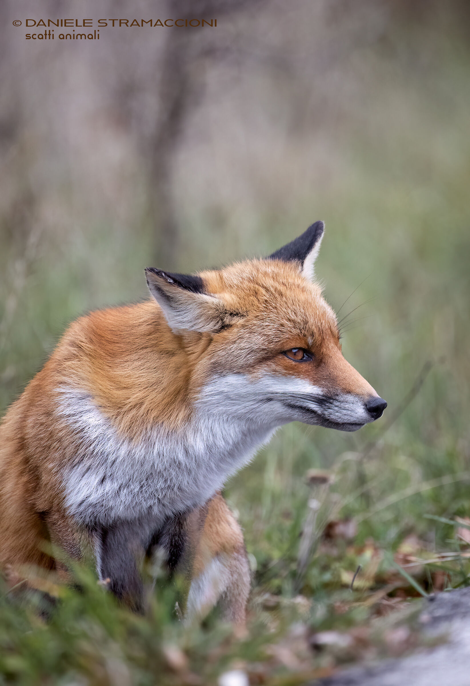 Fox