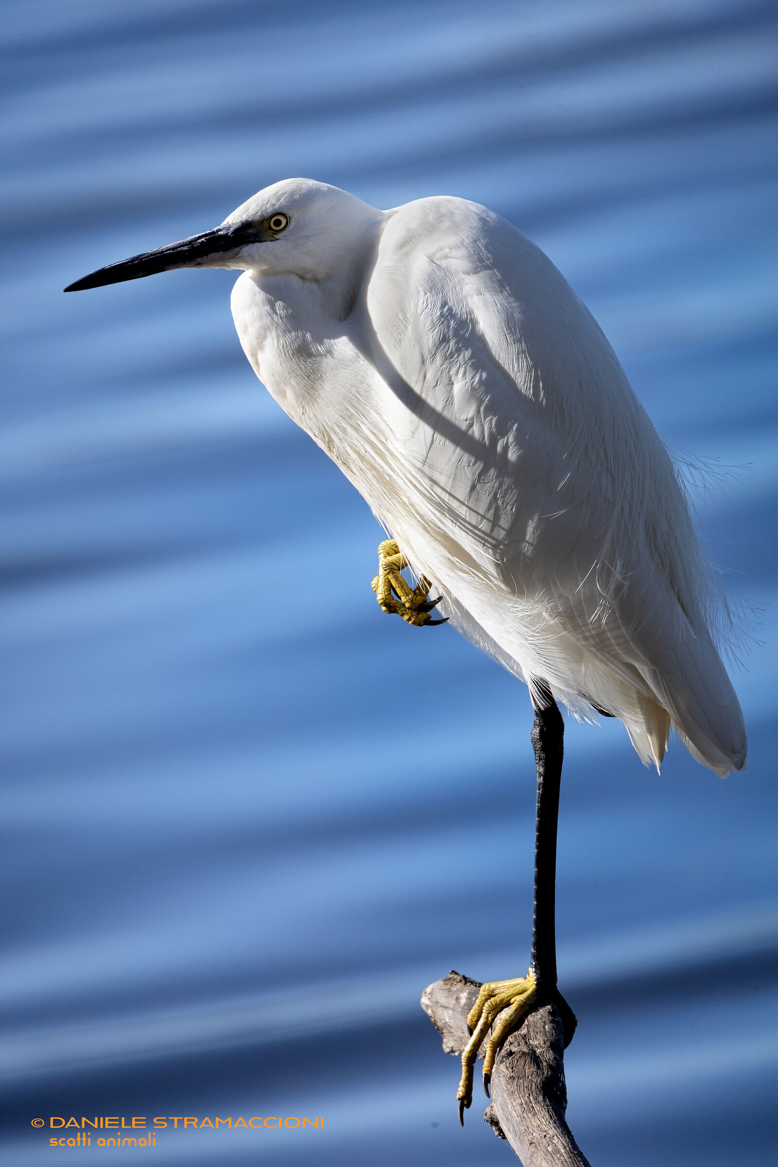 Egret