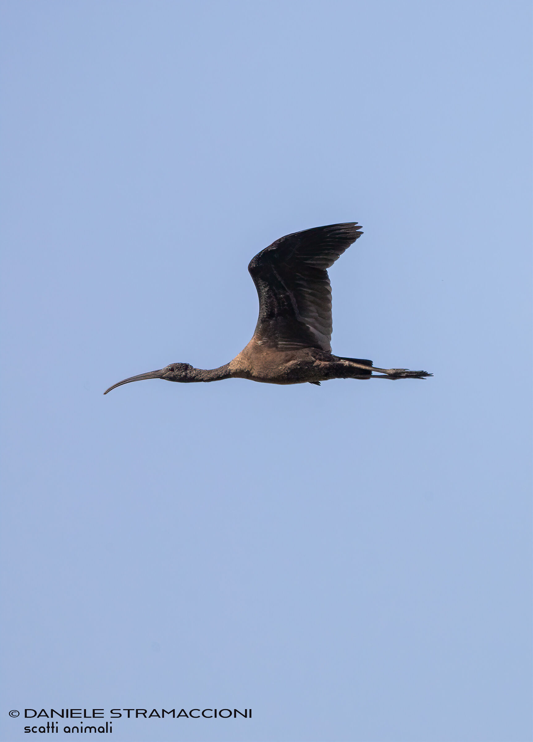 Glossy ibis