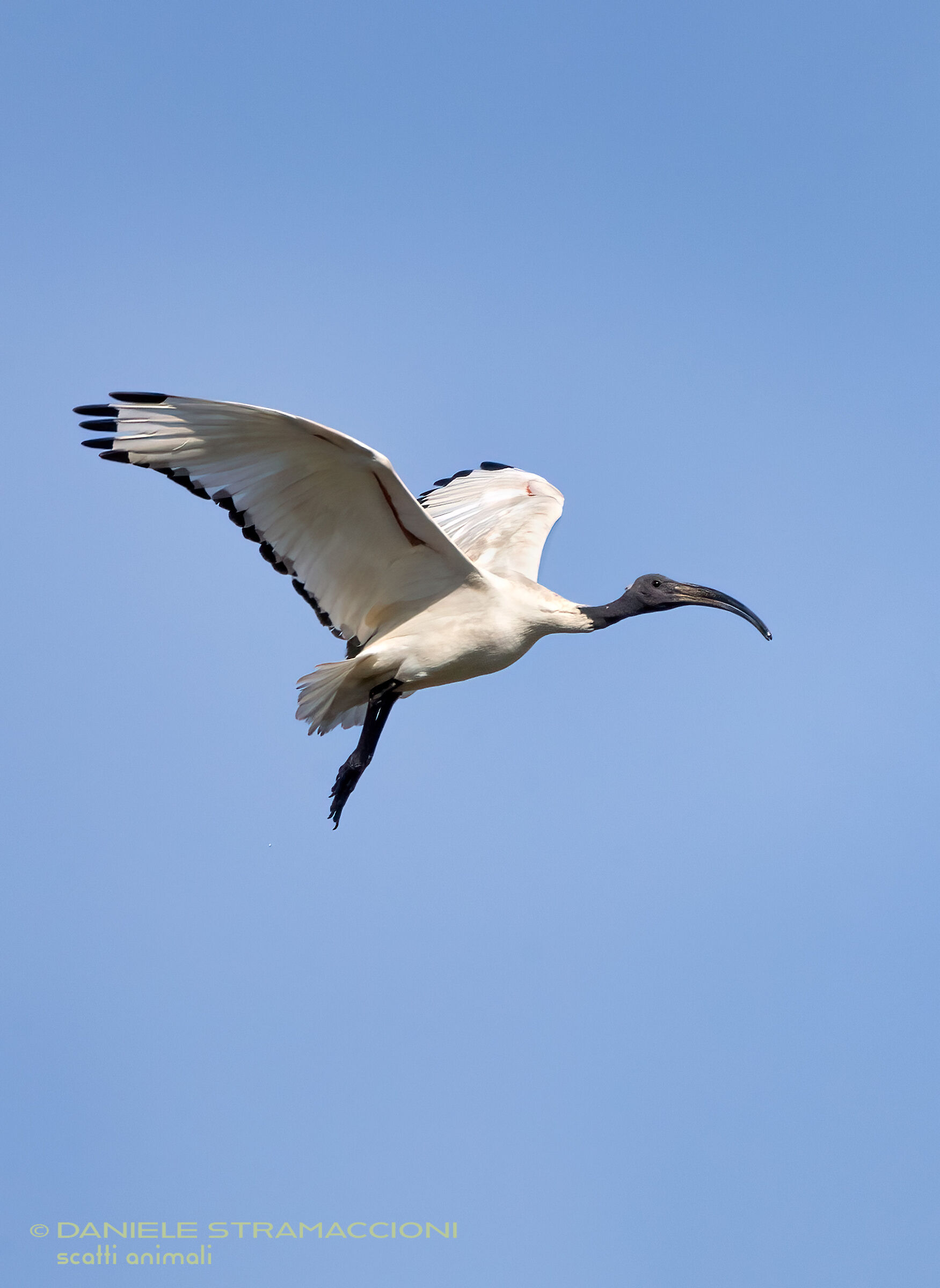 Ibis Sacro