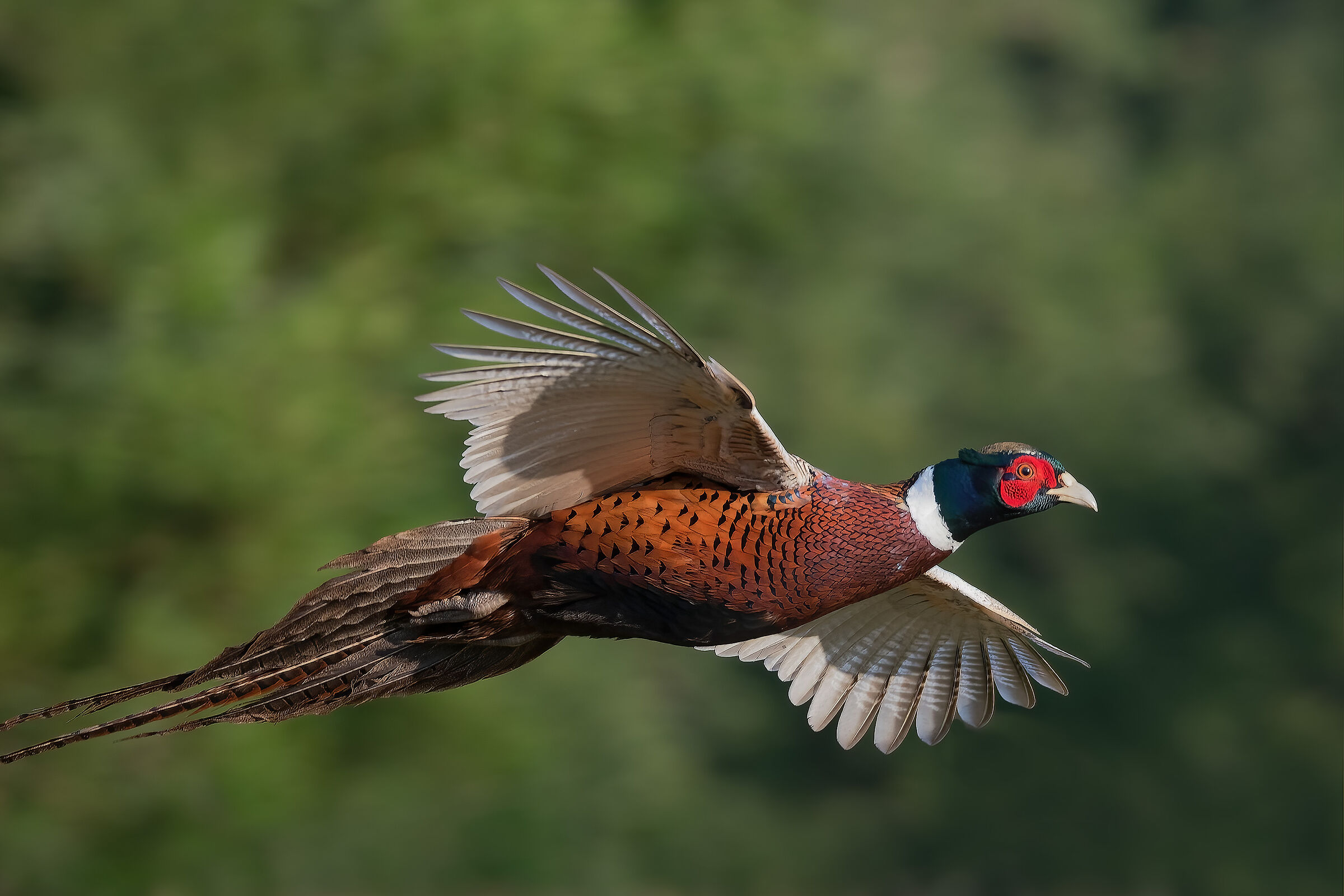 Male pheasant