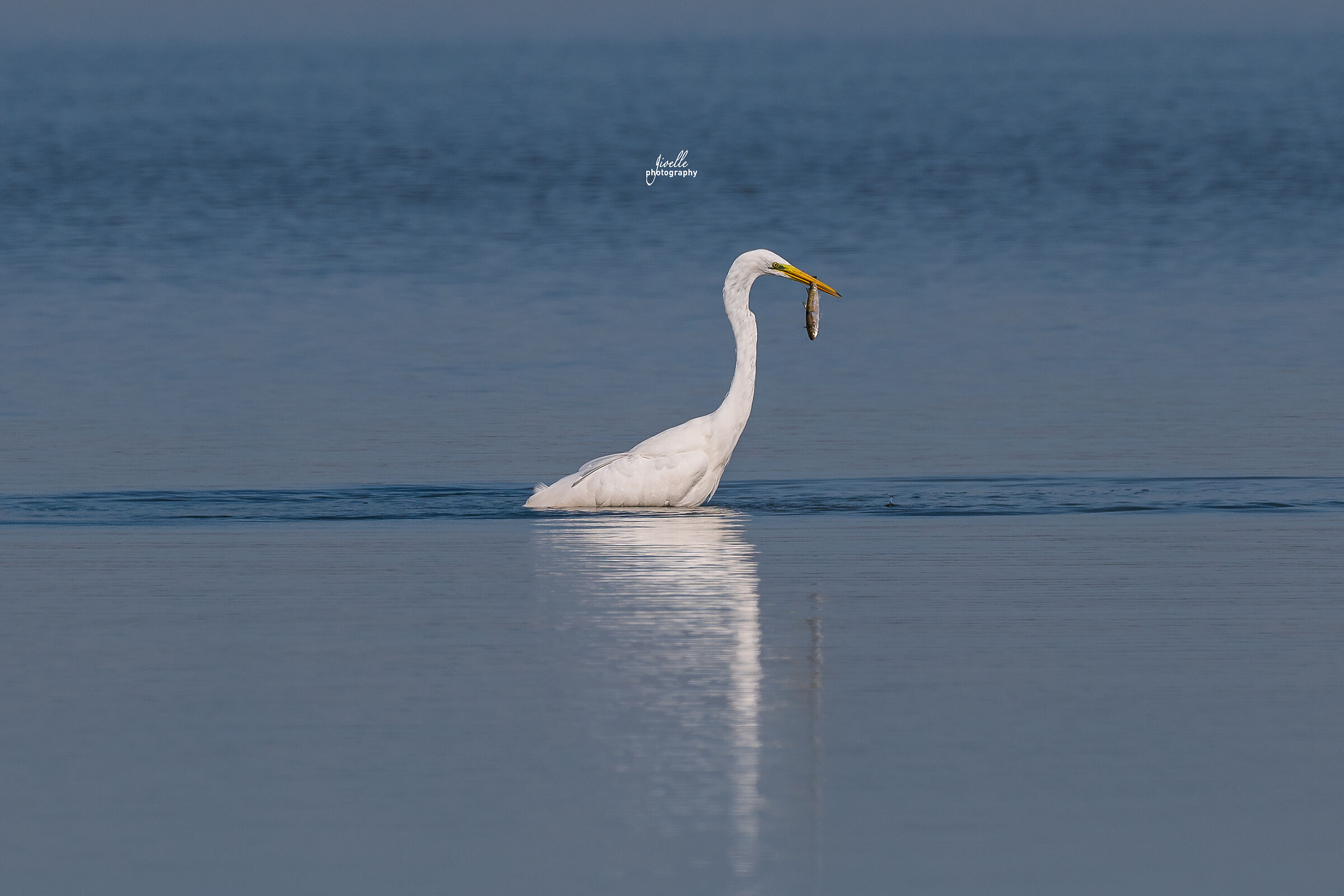 Great white heron