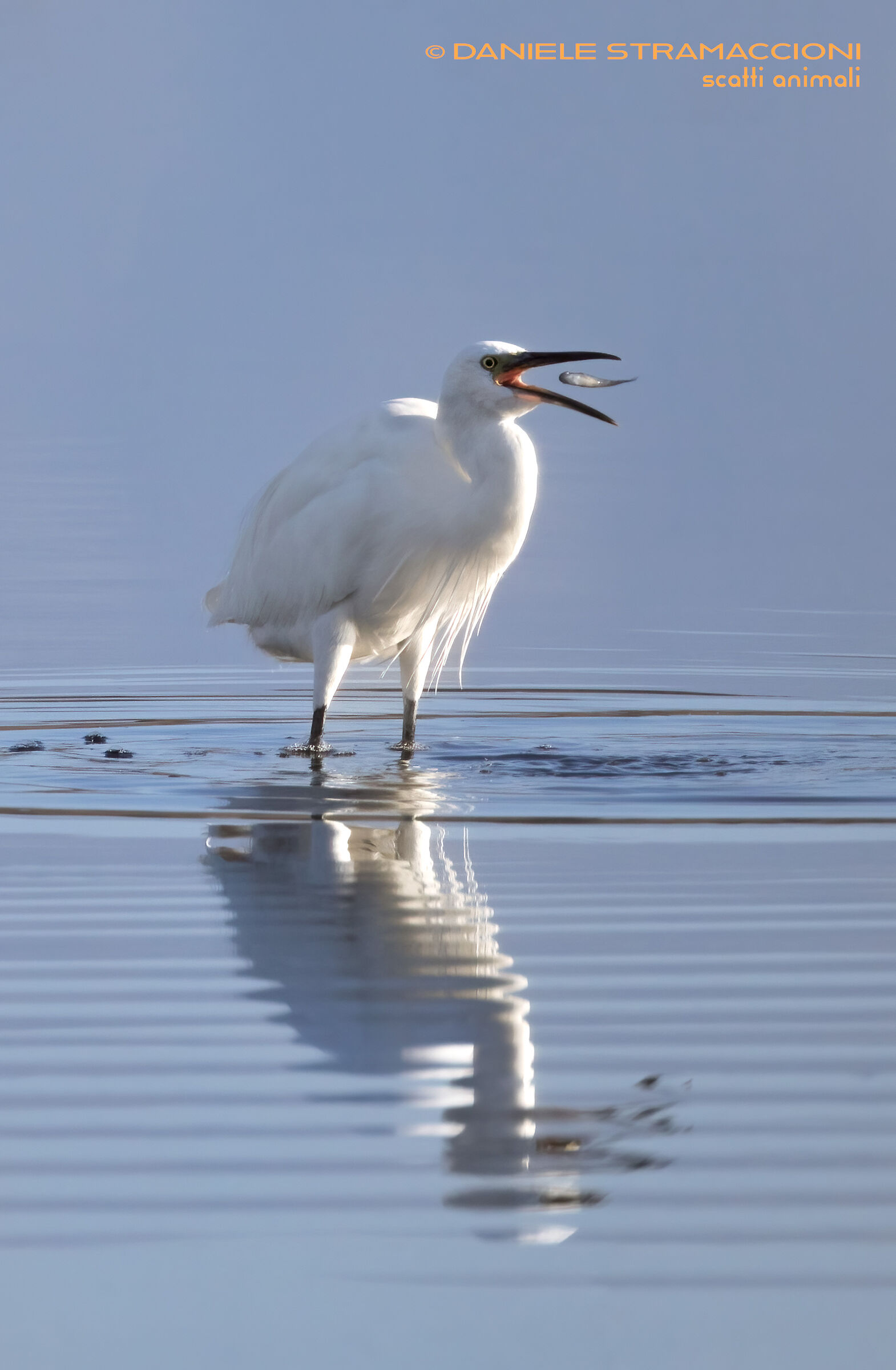Egret