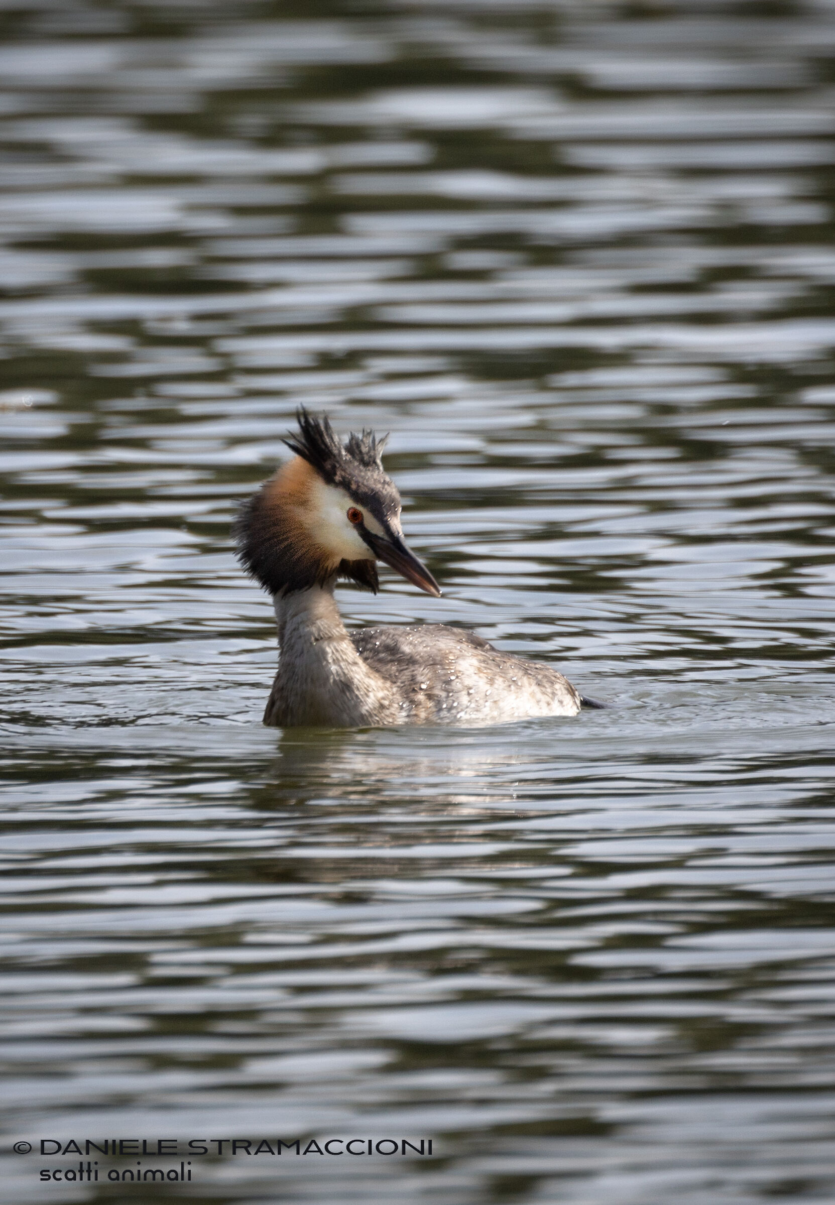 Great crested grebe