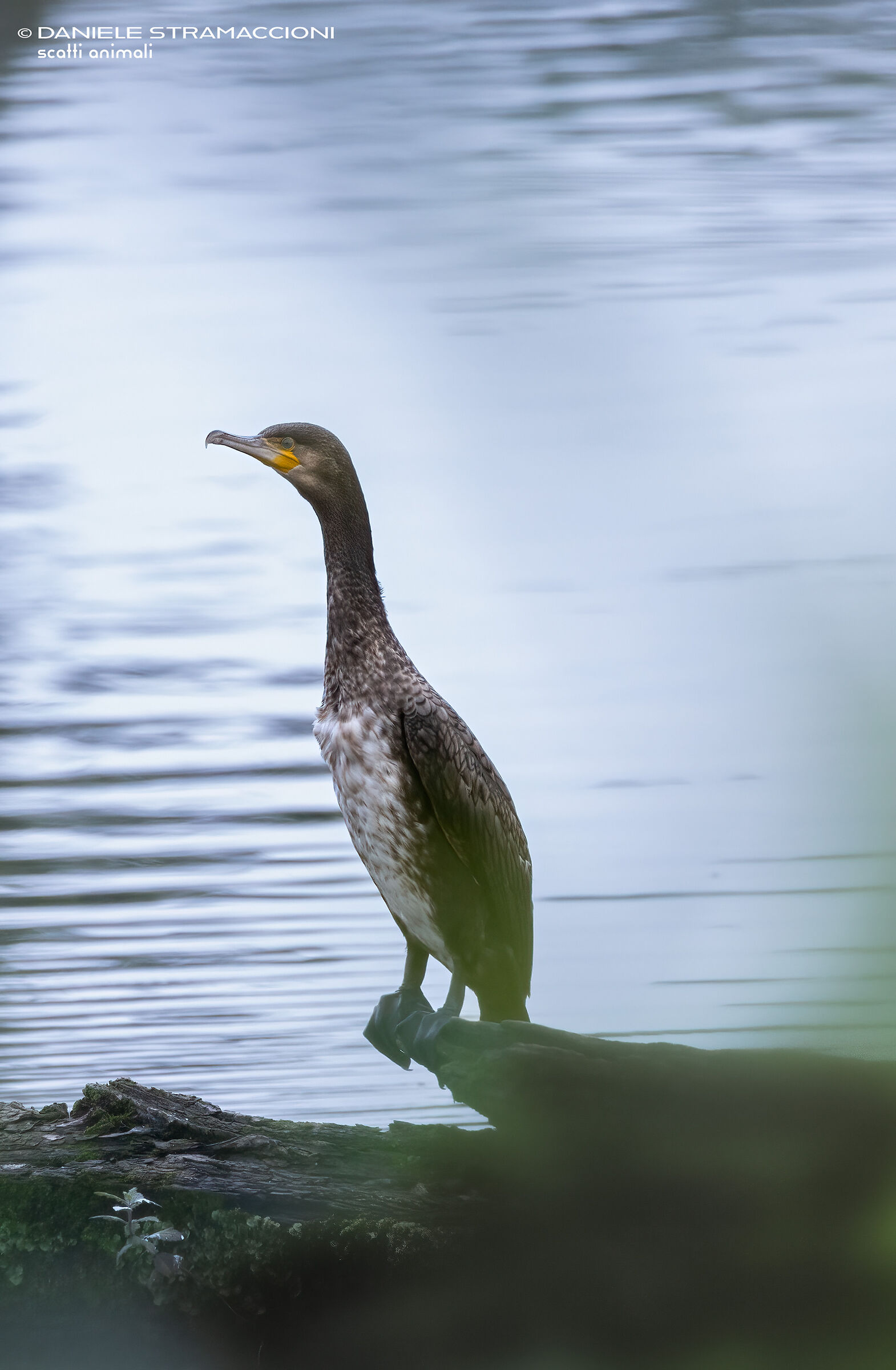 Cormorant
