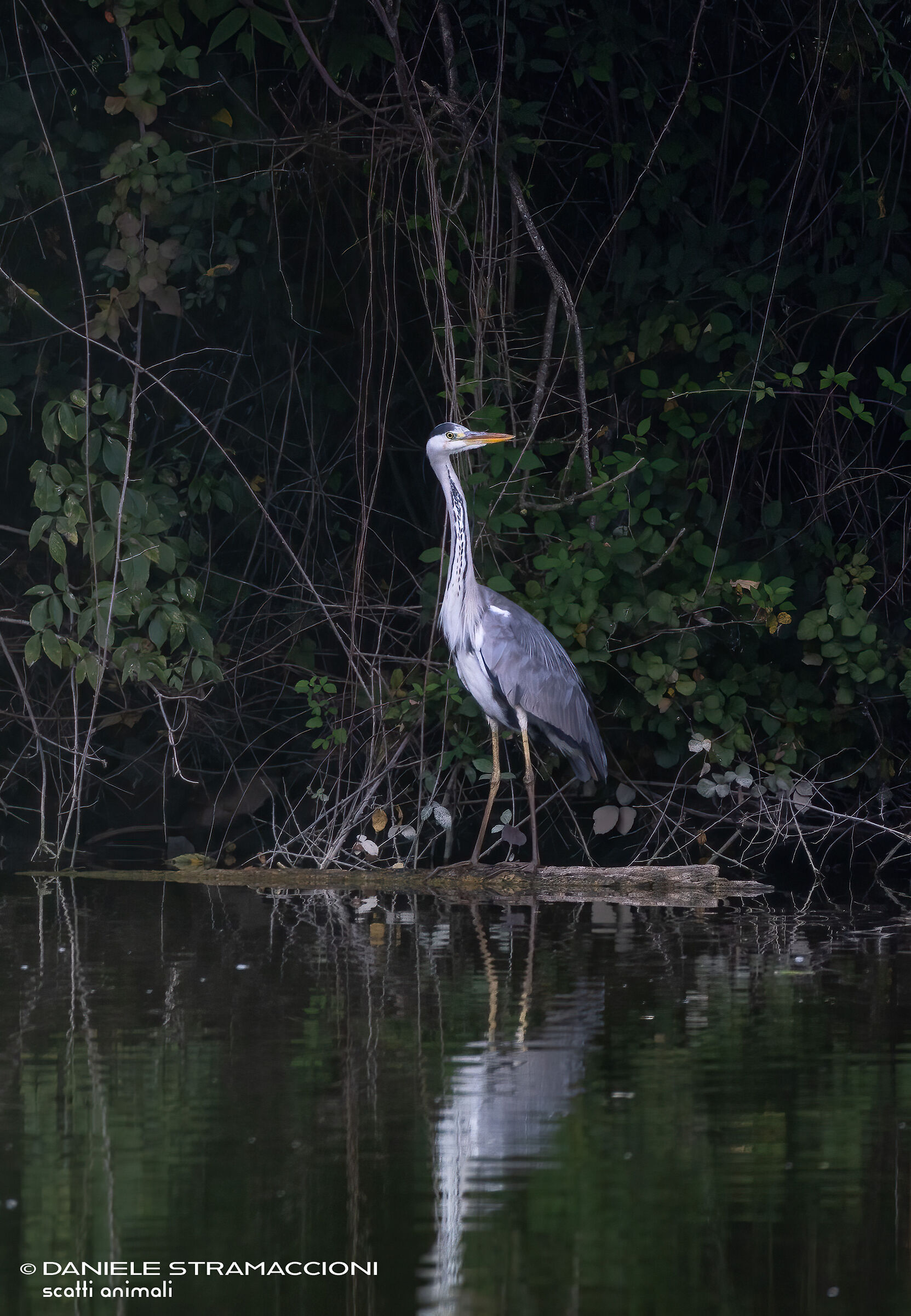 Grey heron