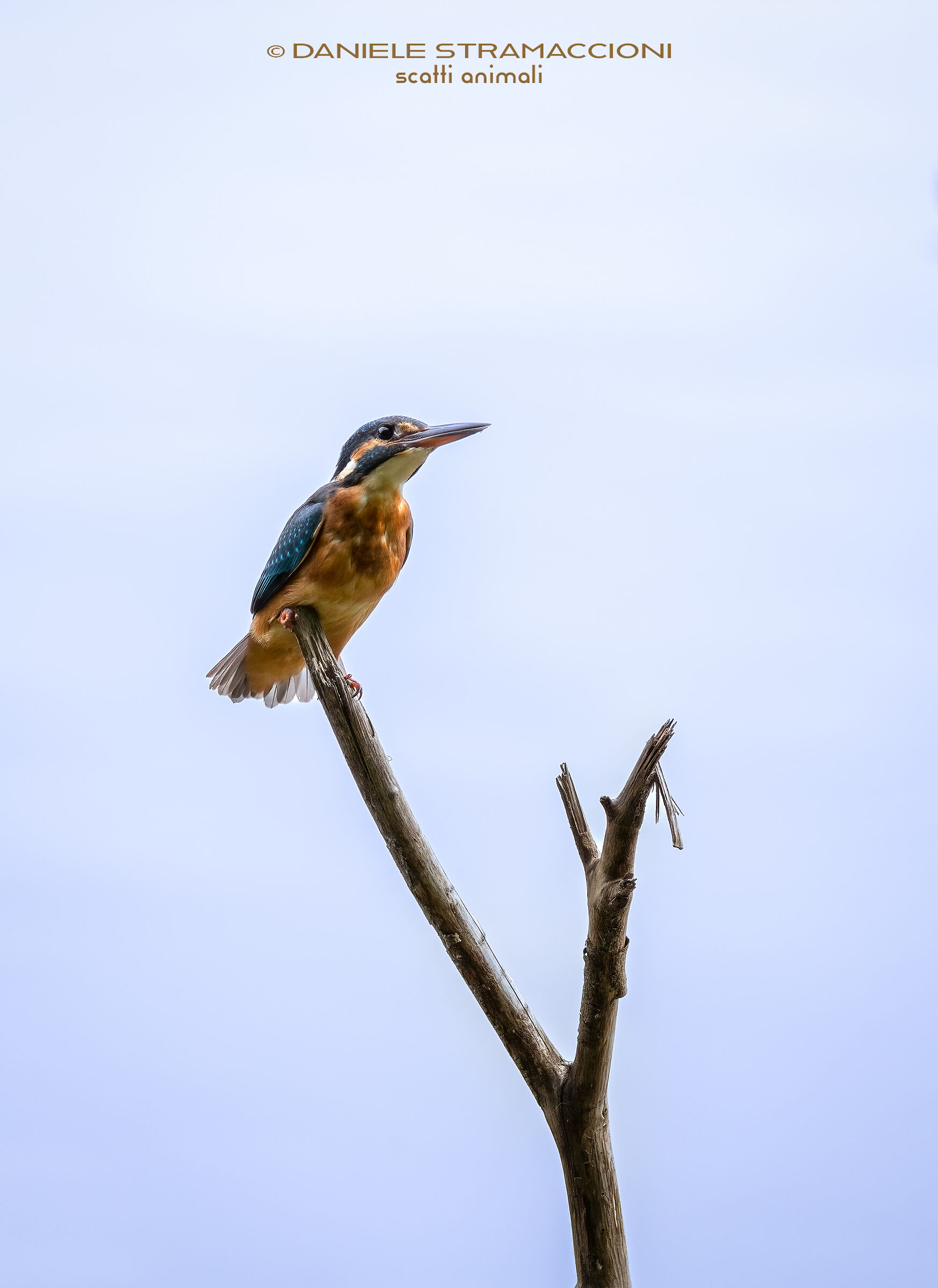 Kingfisher