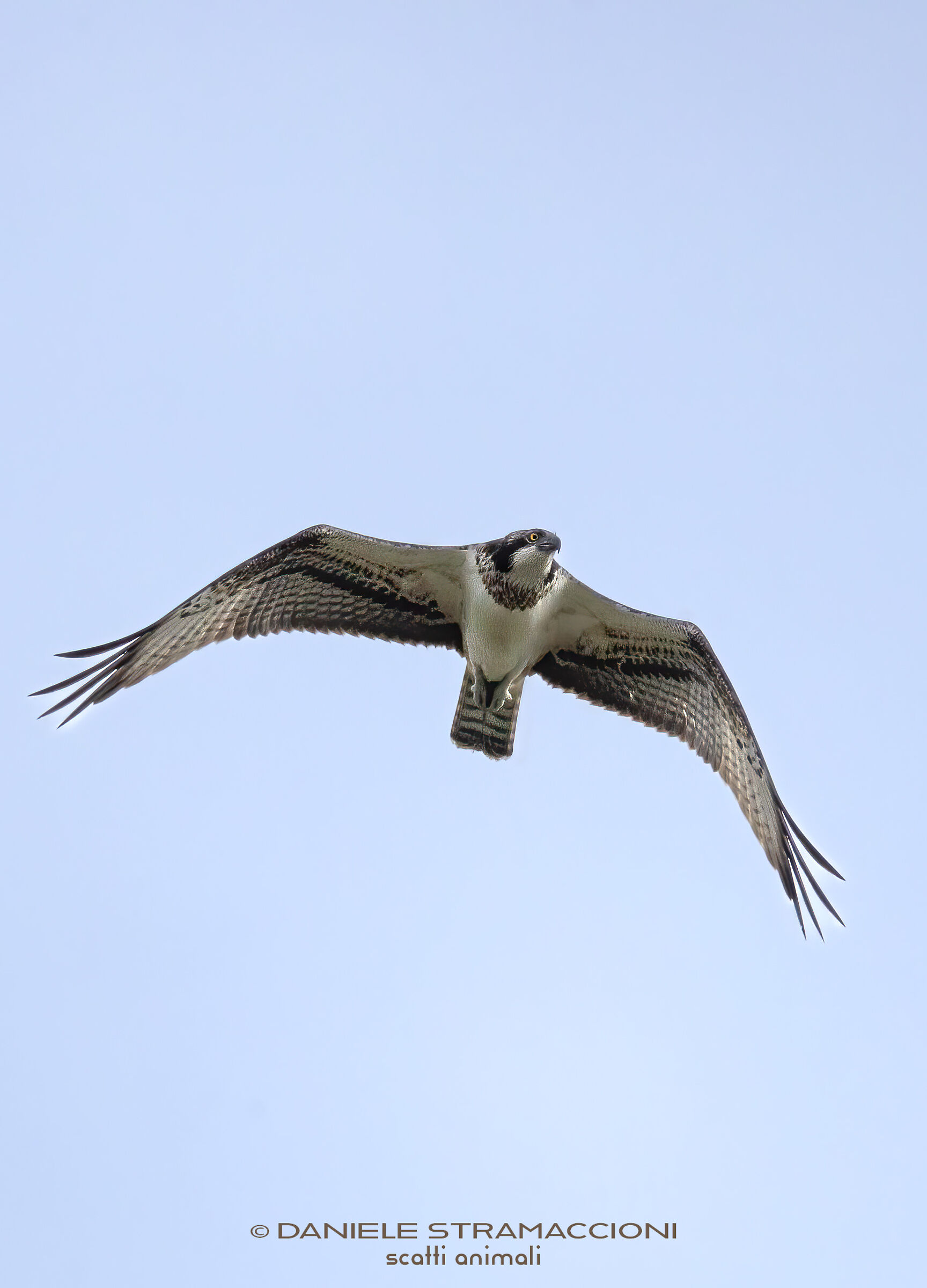 Osprey