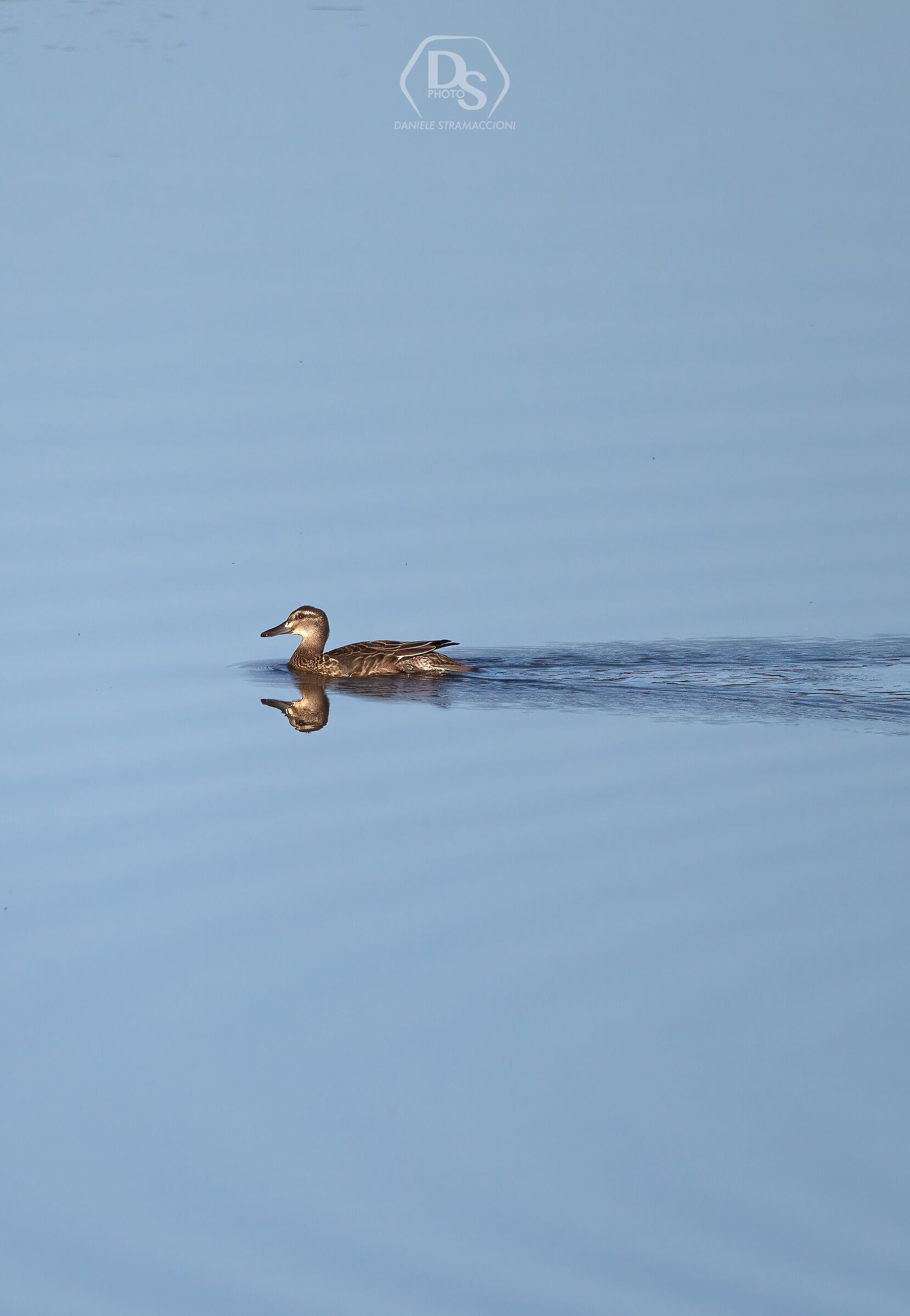 Mallard