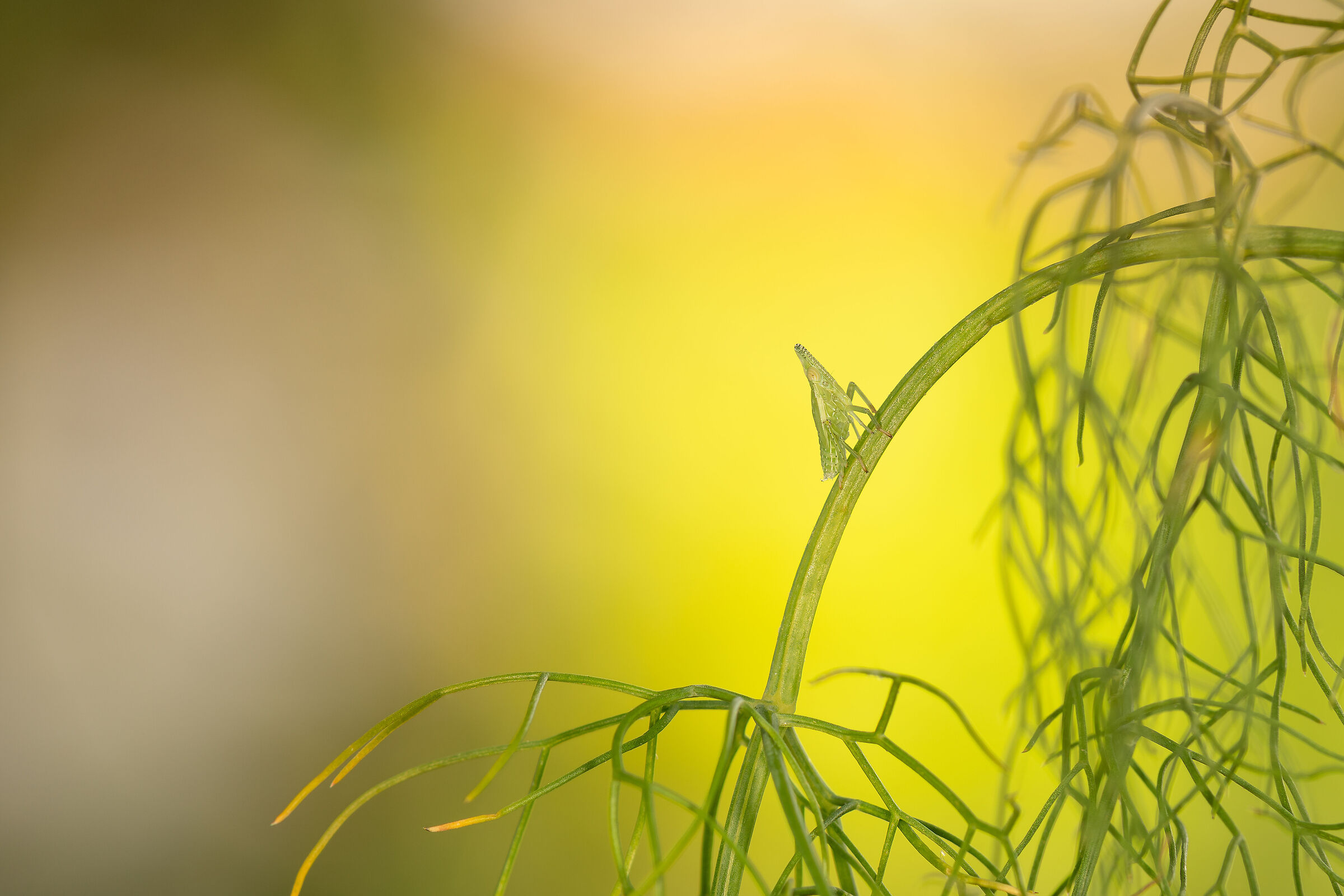 Rhynchomitra microrhina