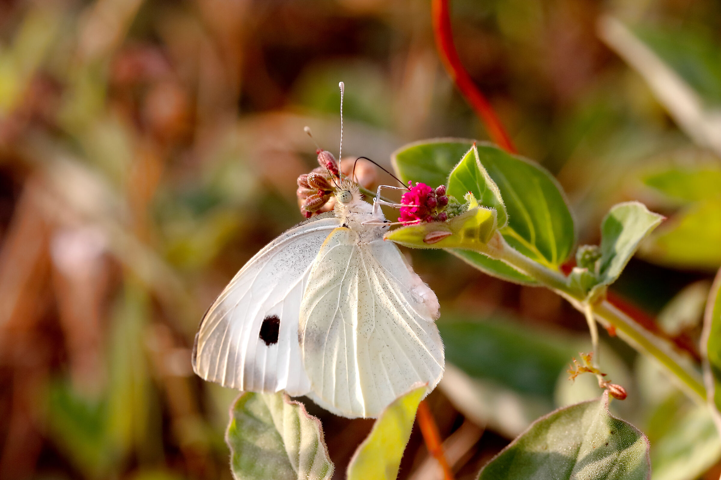 Pieris brassicae