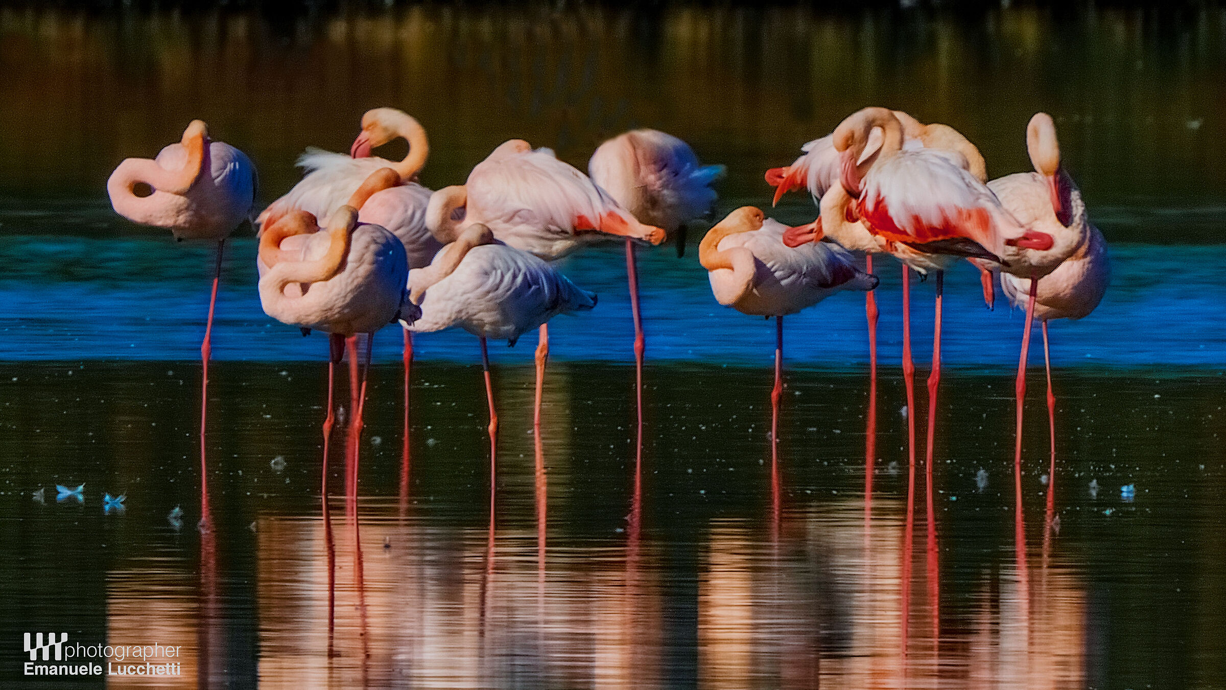 Flamingoes