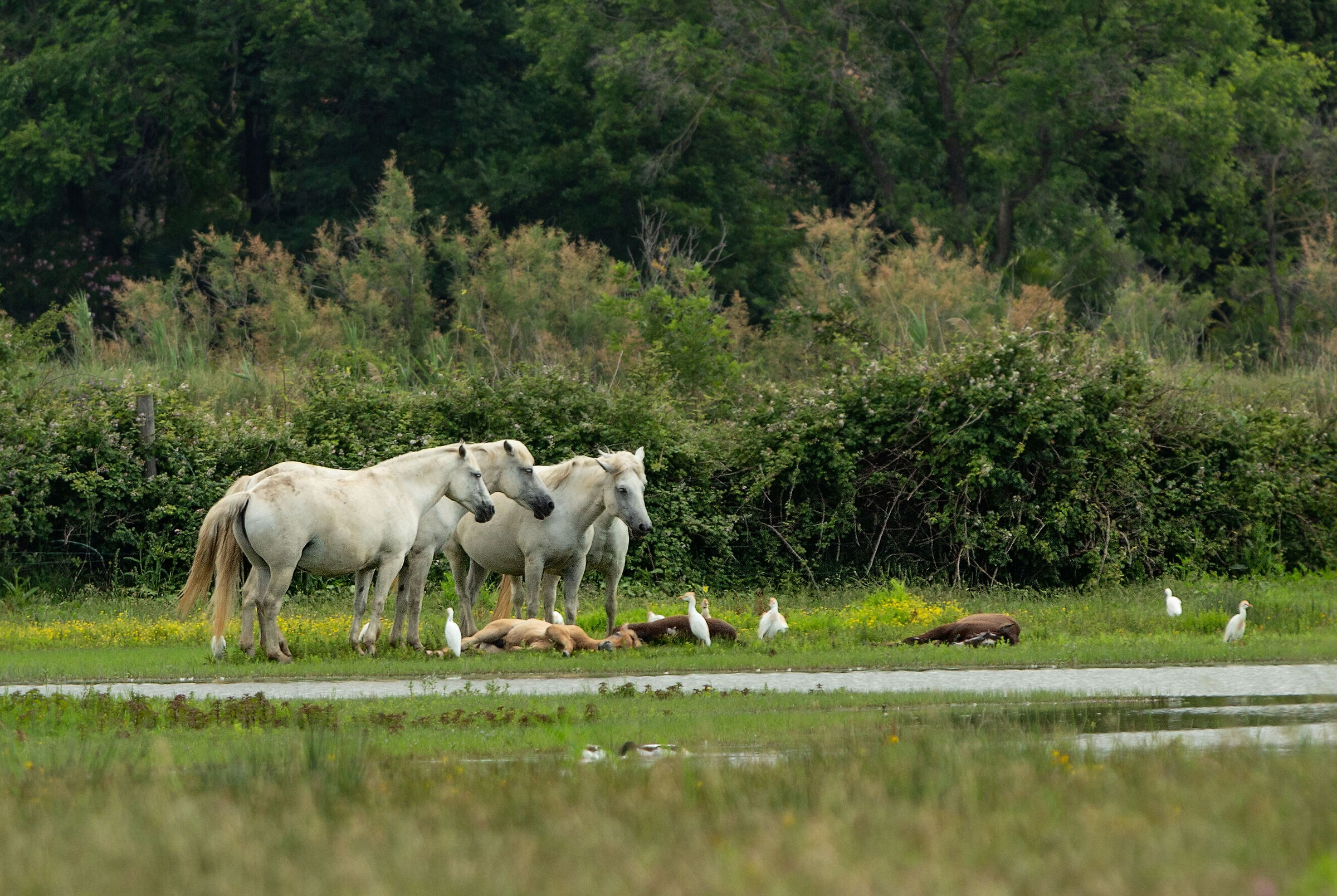 Cavalle di Camargue e puledri a riposo.