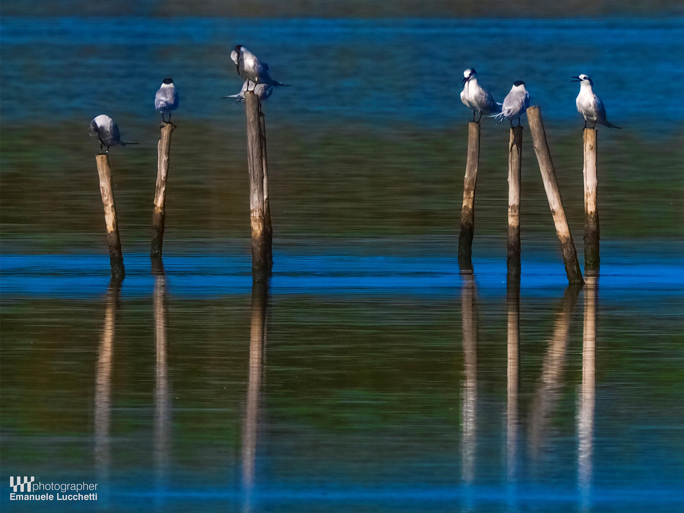 Sandwich tern