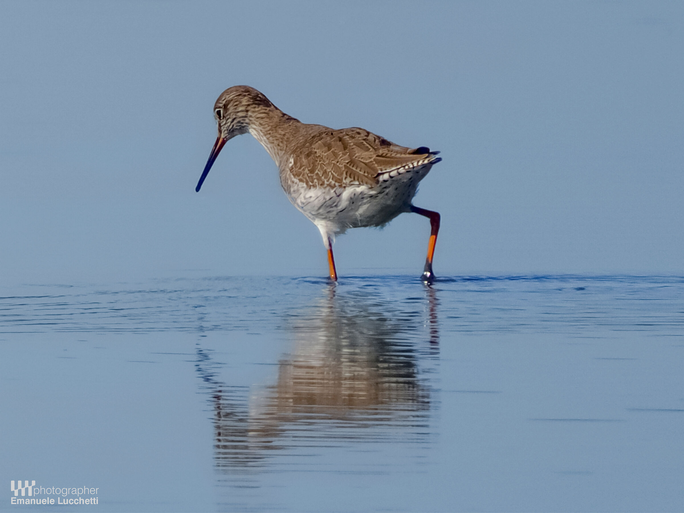 Redshank