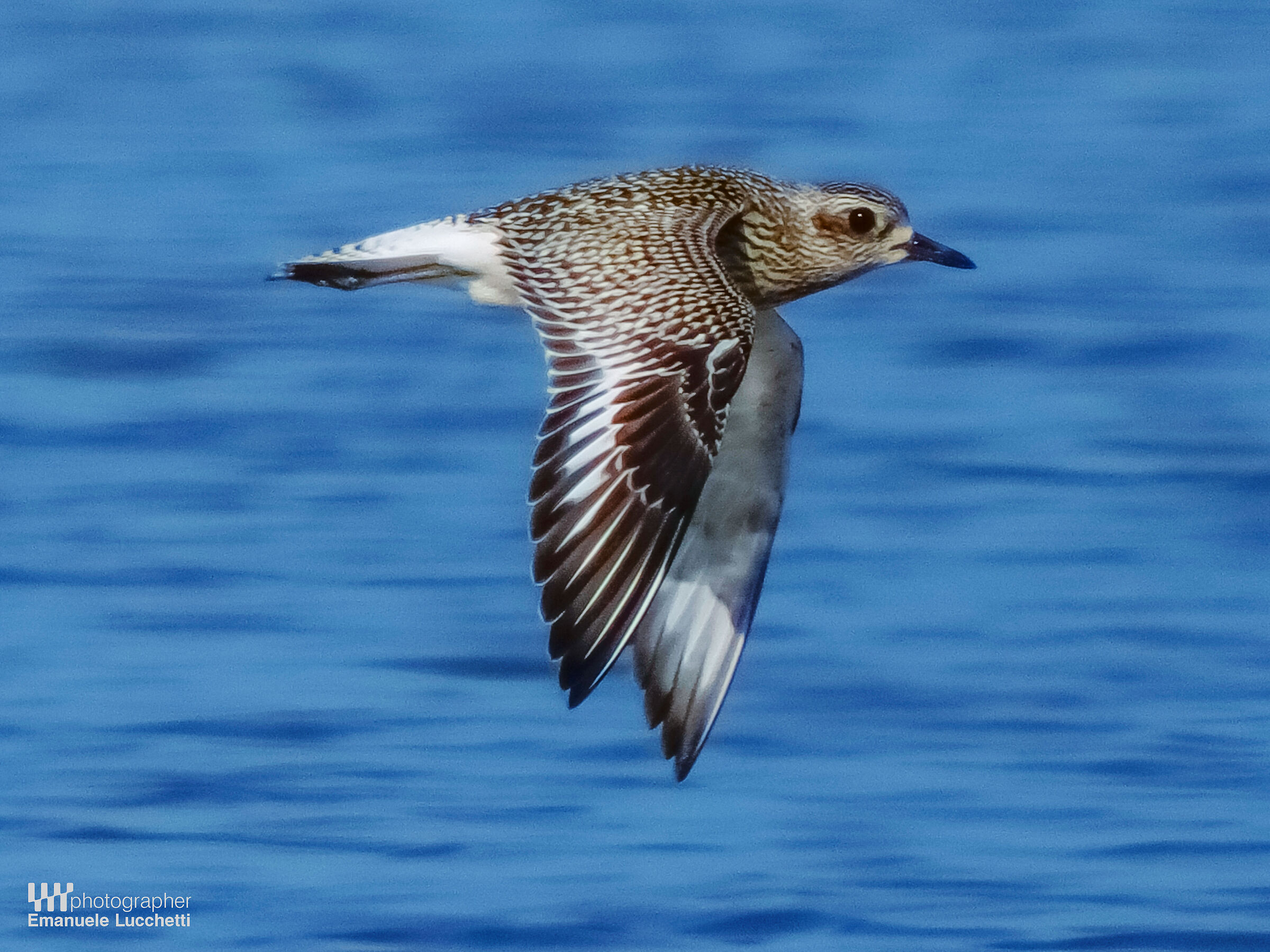 Grey plover