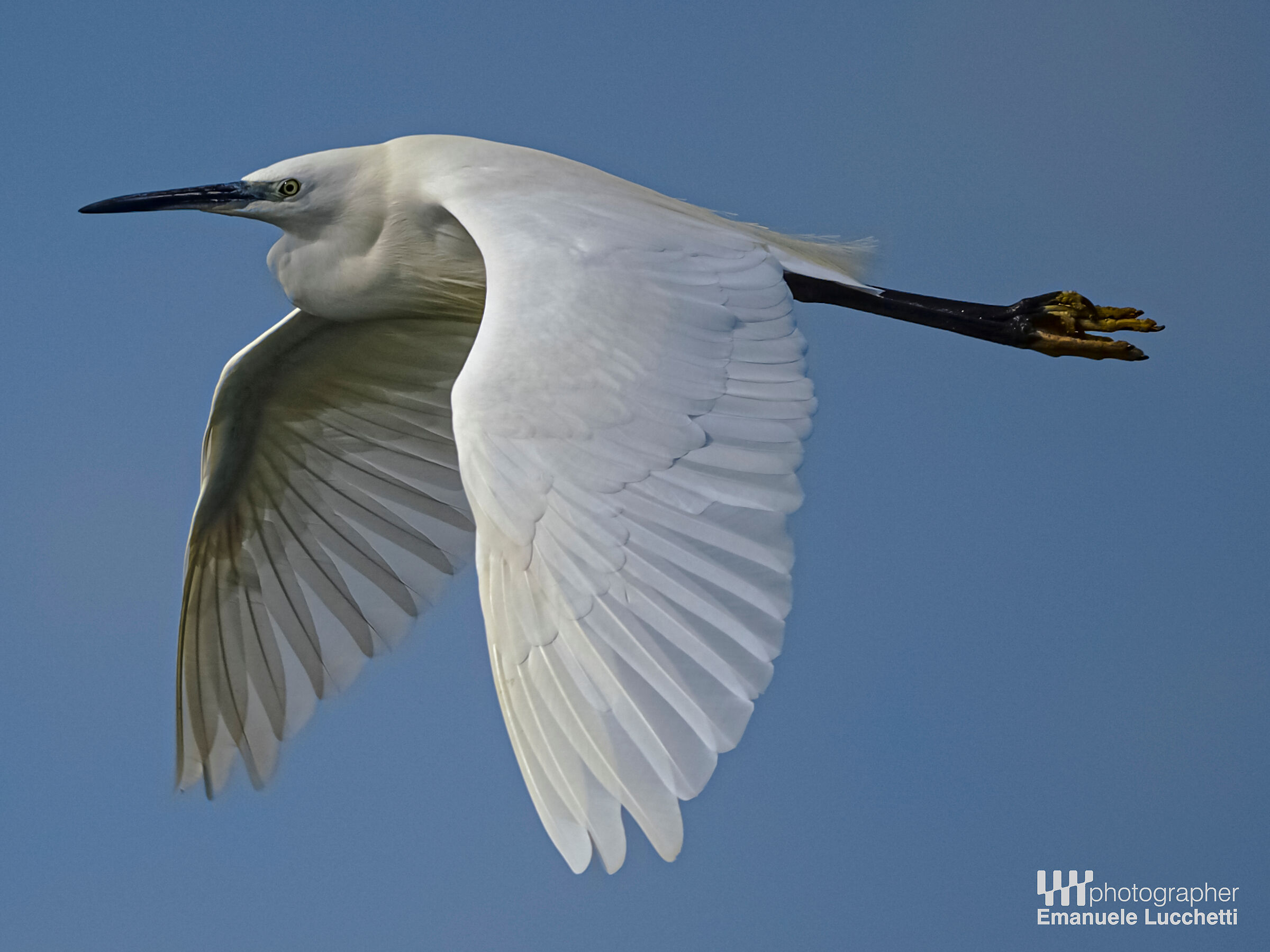 Egret
