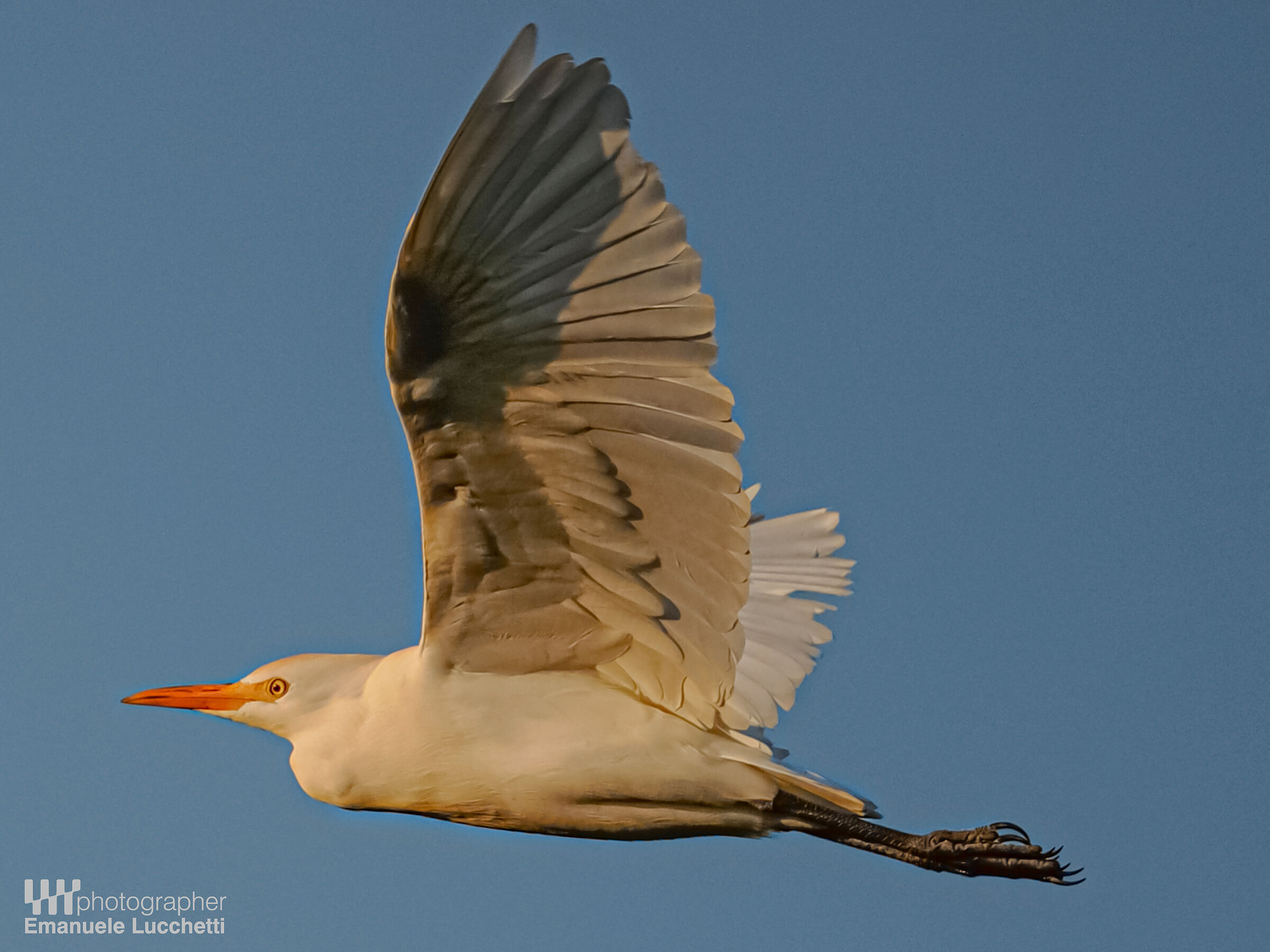 Cattle egret