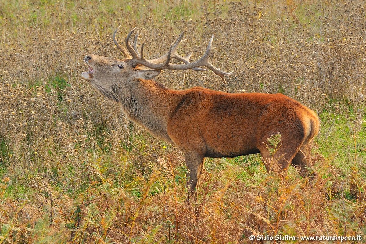 il bramito del Cervo