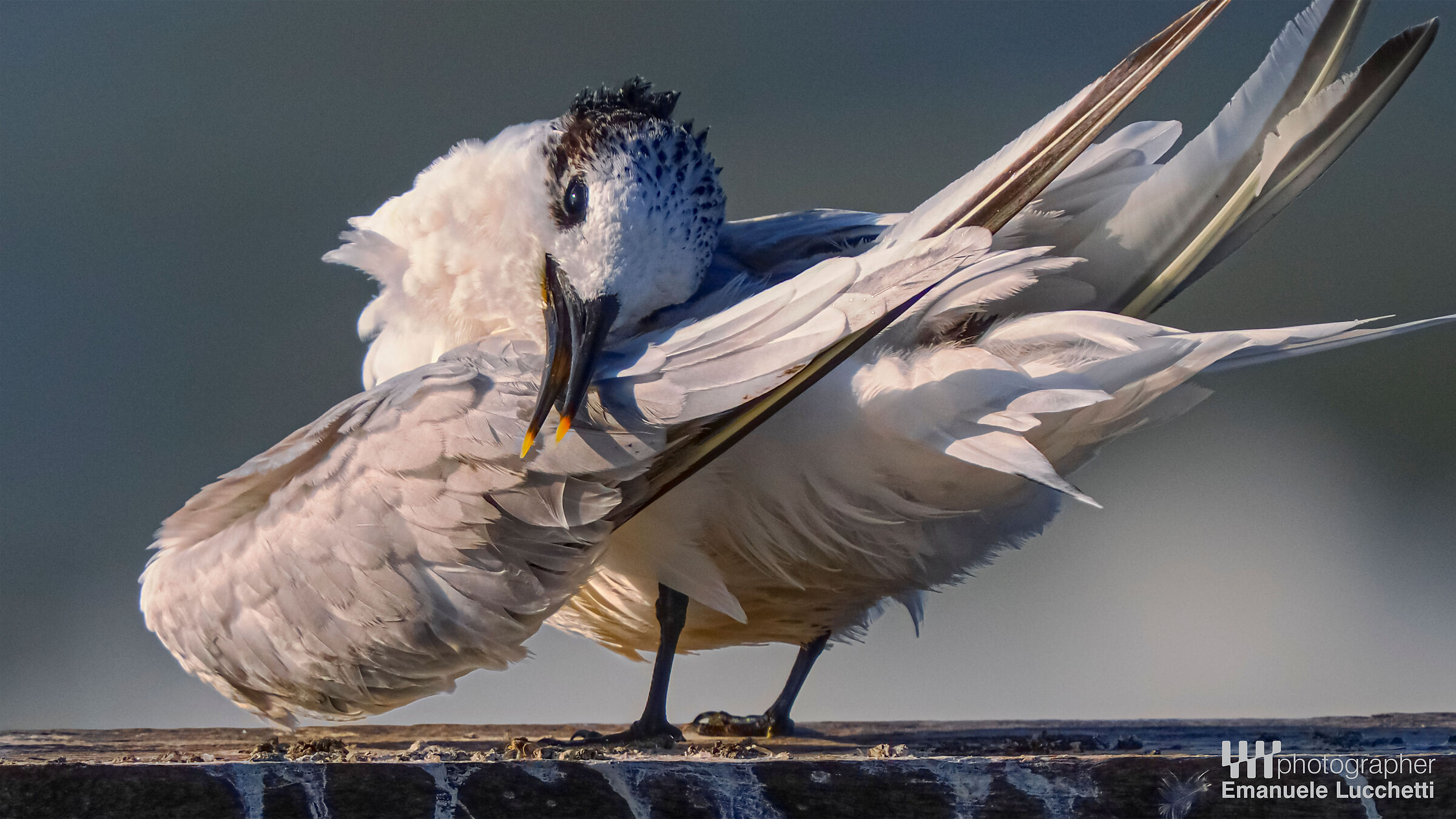 Sandwich tern