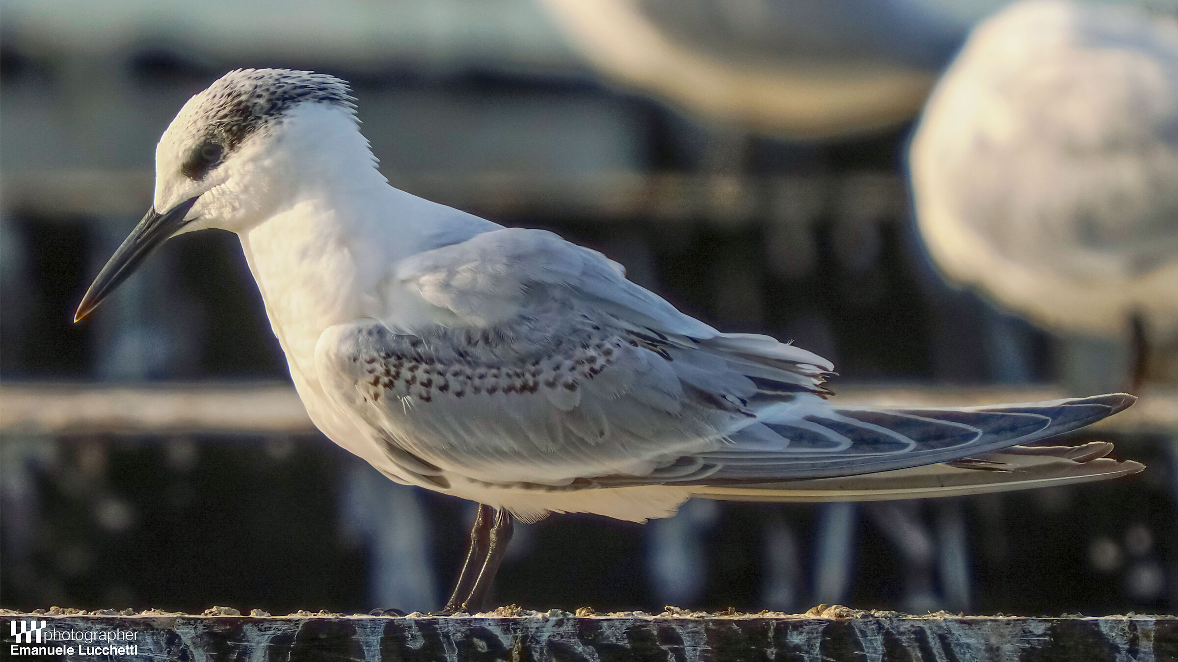 Sandwich tern
