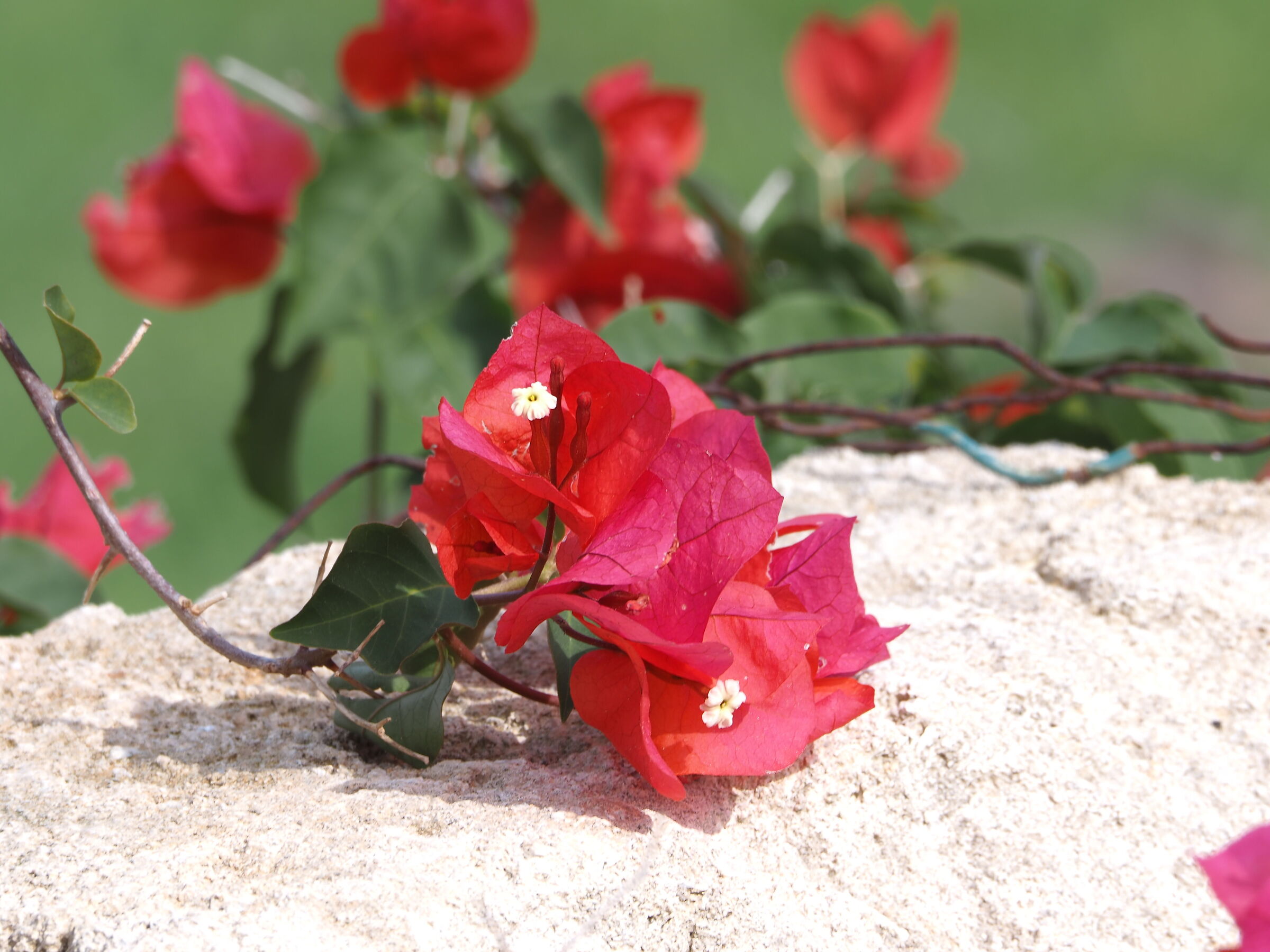 Flowering