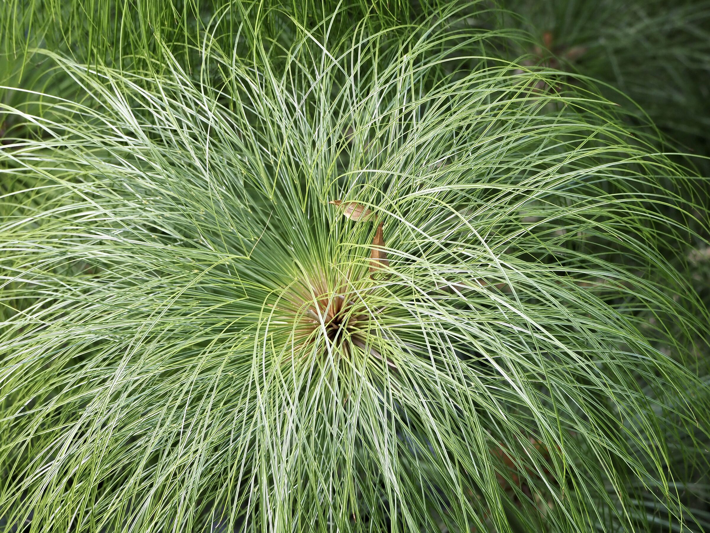 Papyrus ciane siracusa