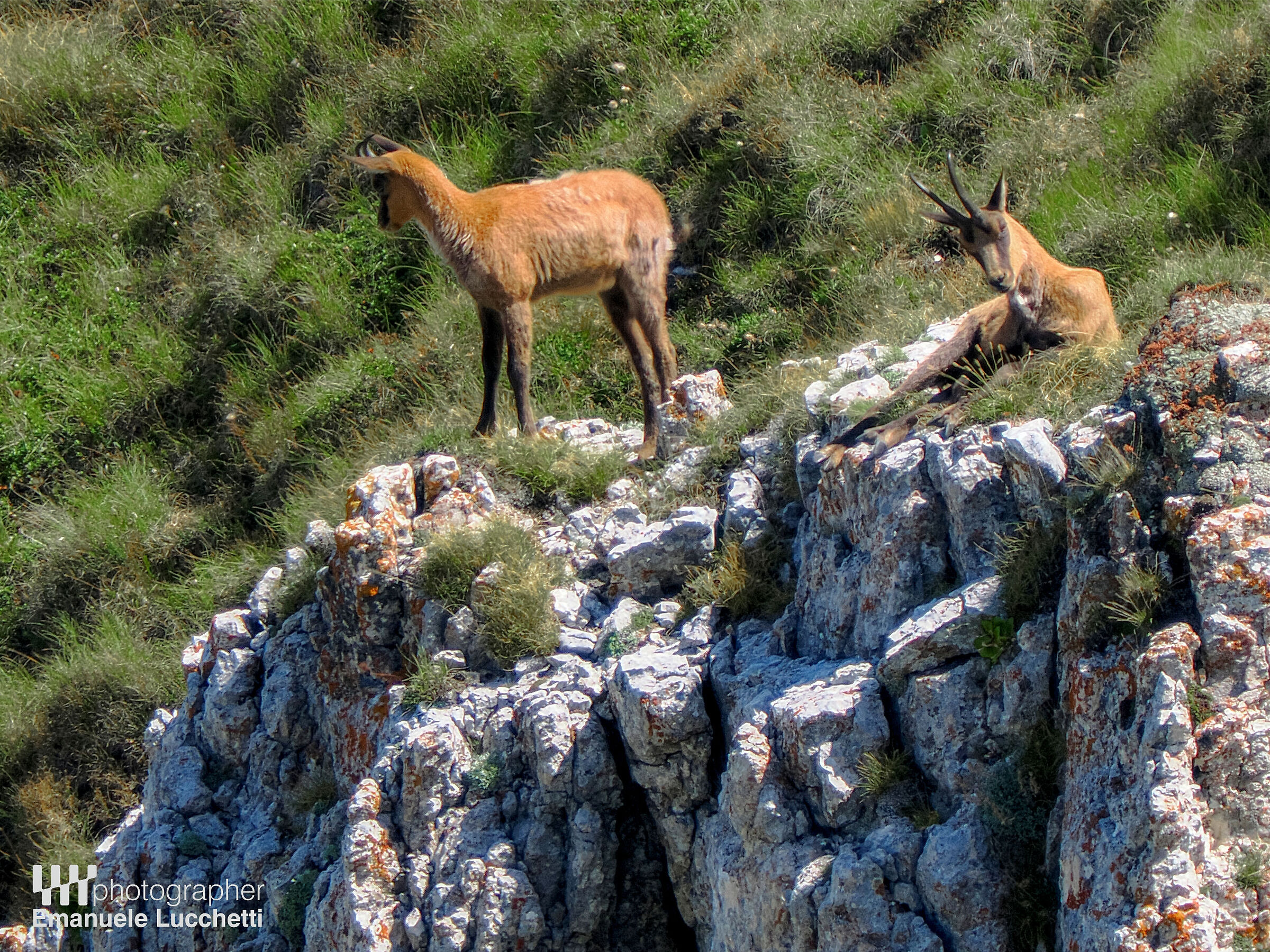 Camoscio d'Abruzzo