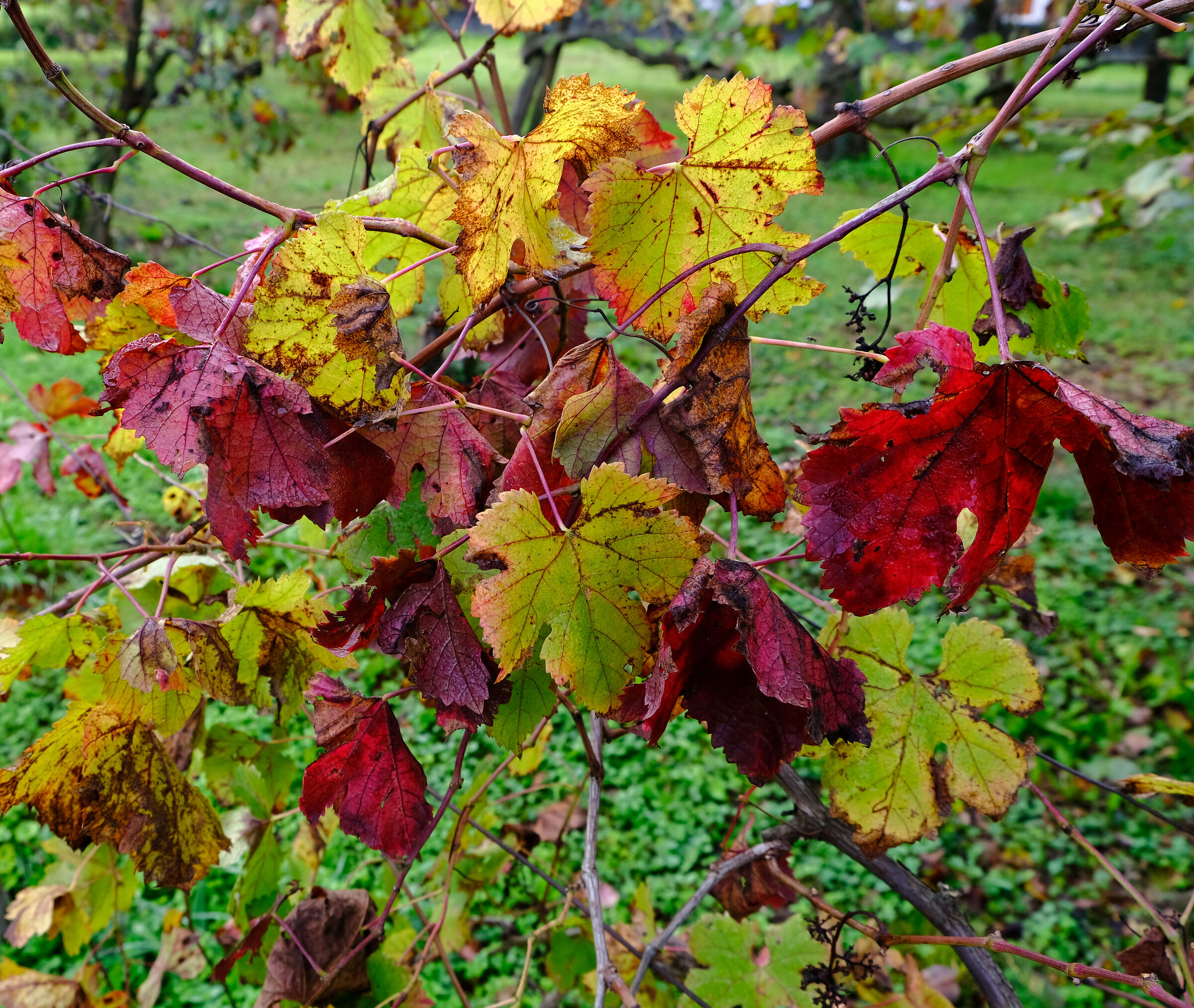 Ultimi respiri in un giorno di pioggia