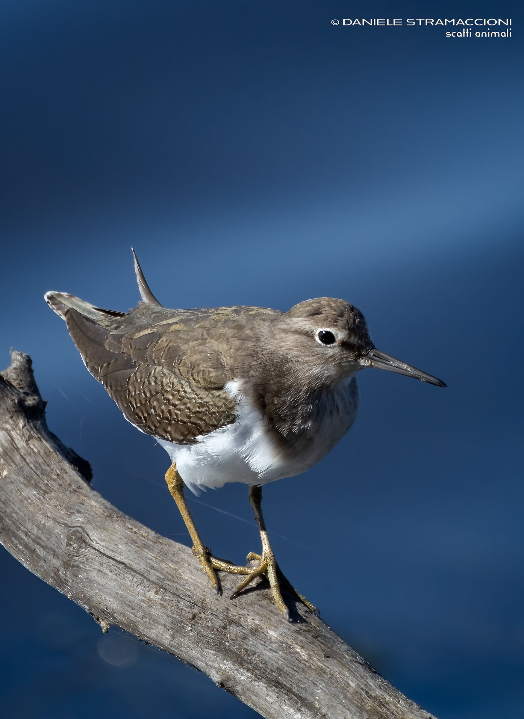 Sandpiper Small Sandpiper