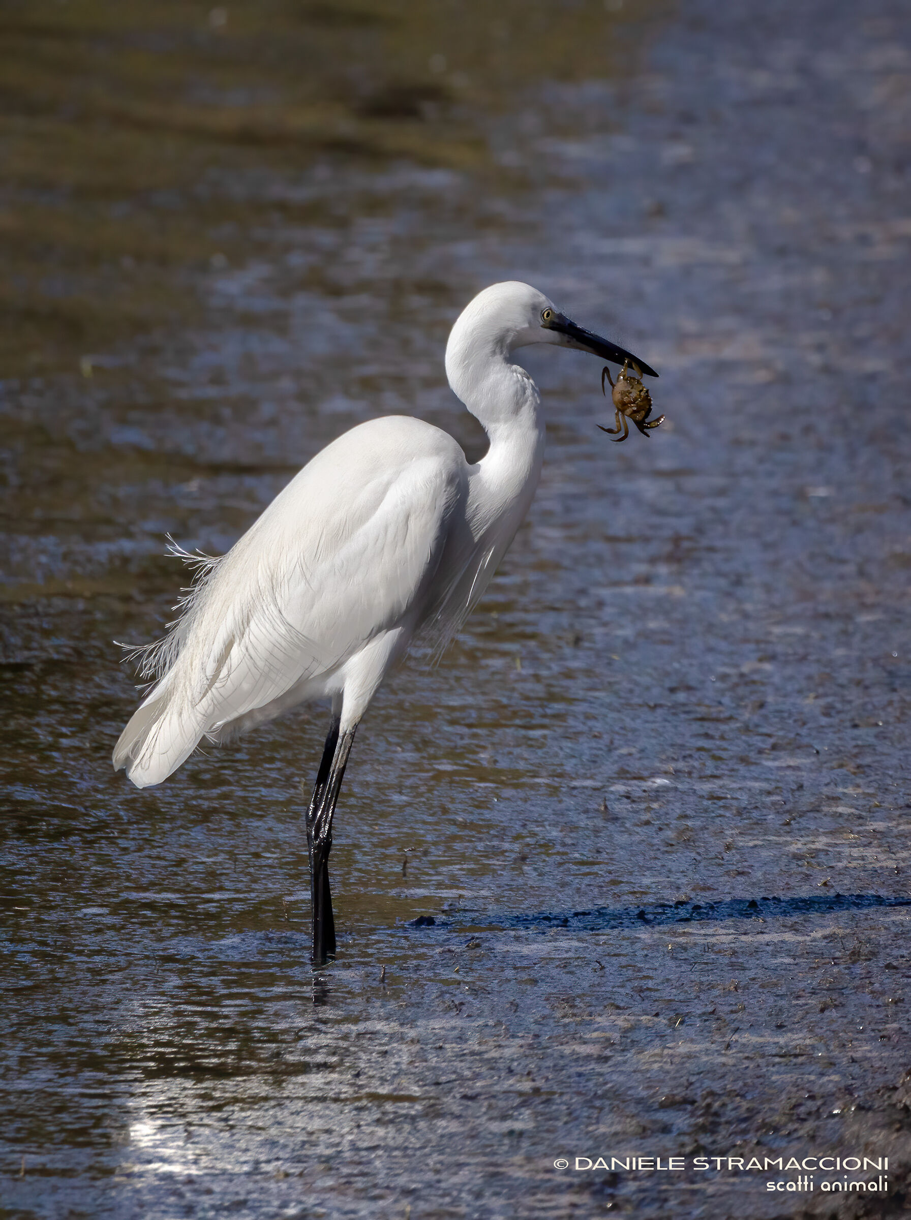 Egret with prey